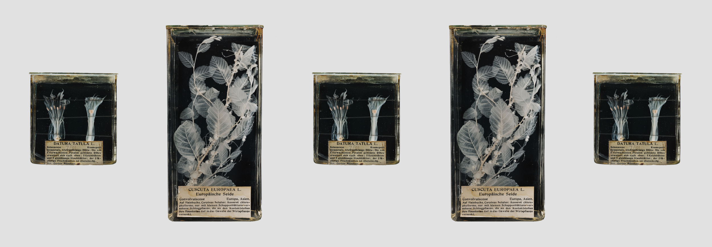 Cramer_2019_datura_cuscuta.png