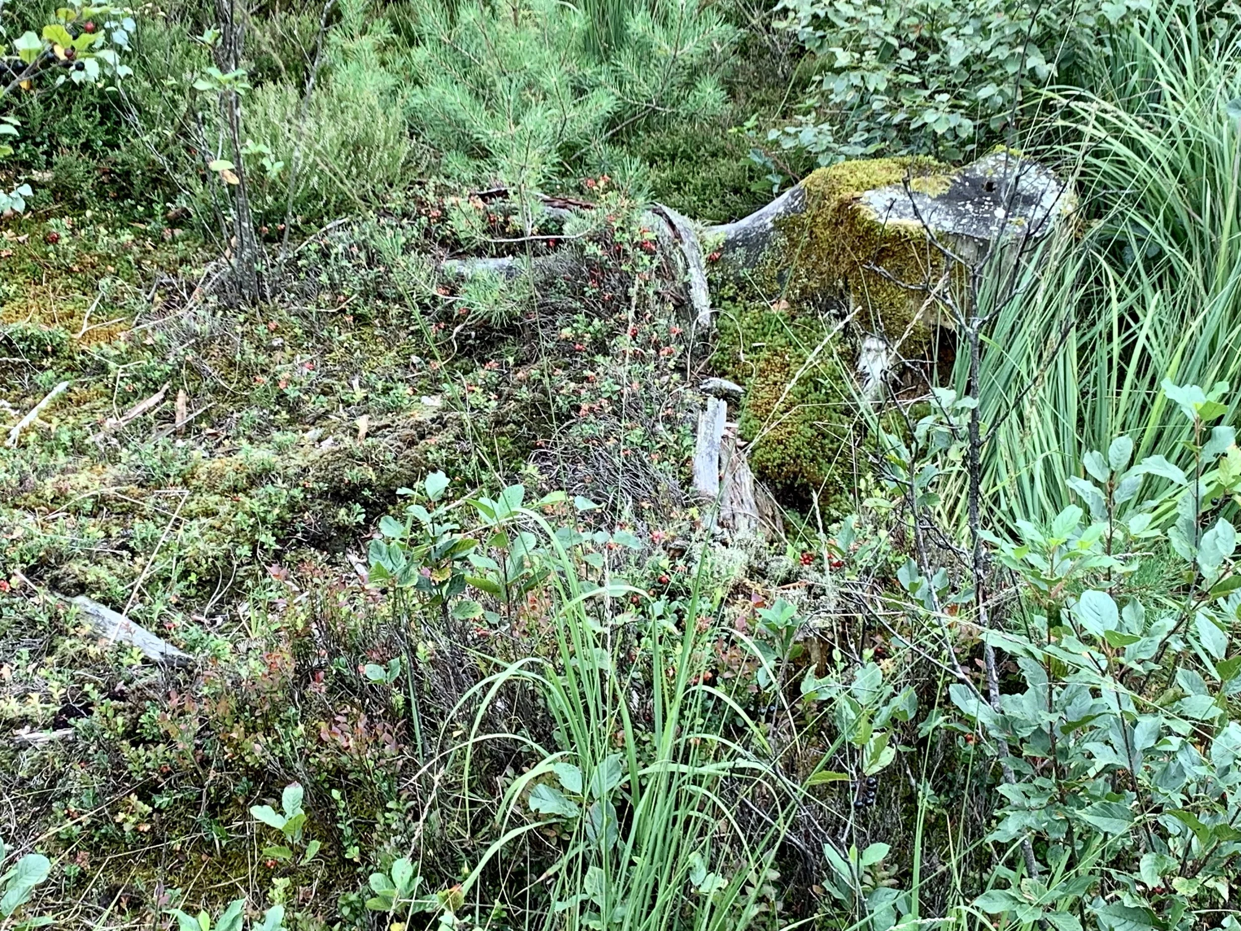 [ARCHIVE] 26. Oct 2023 - Reflections on Taxon-omics Summer School 2023