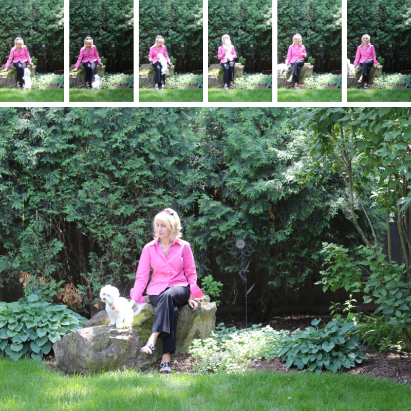 Dog montage-1.png