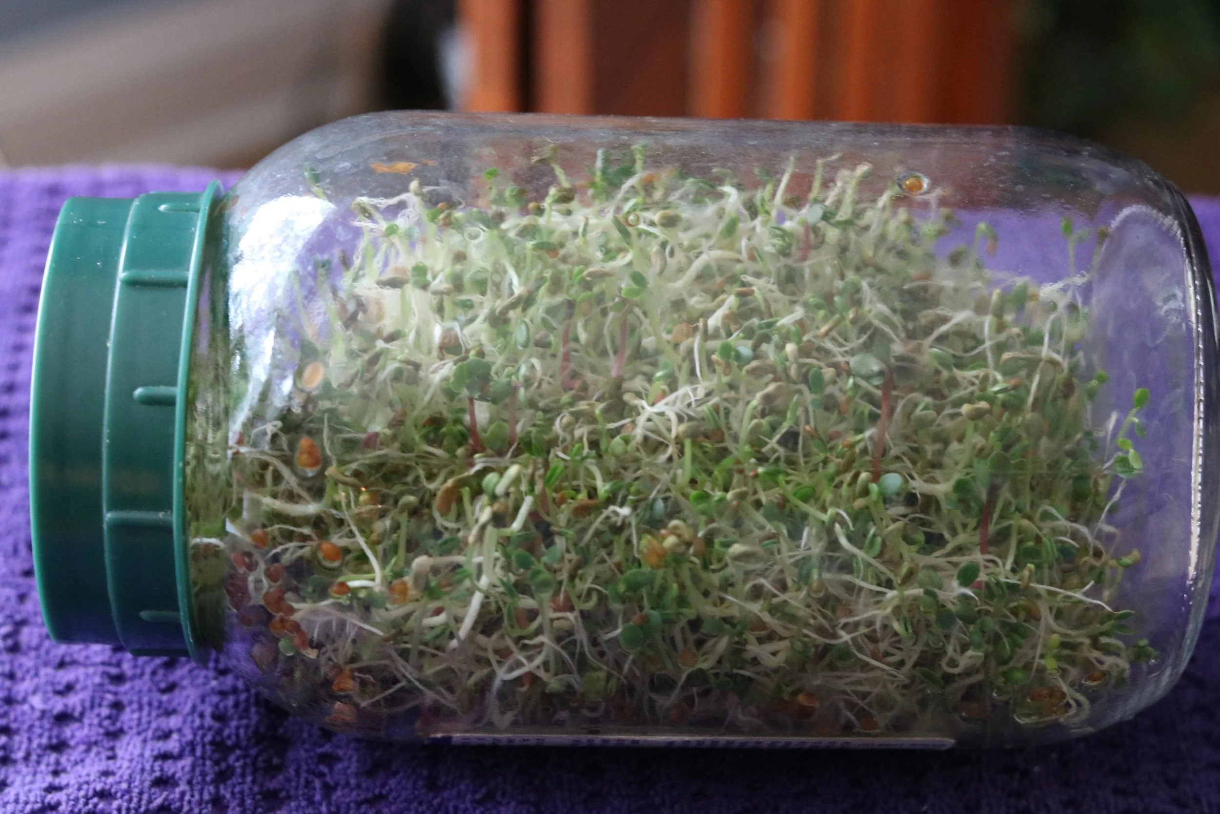 How I Make SPROUTS at Home