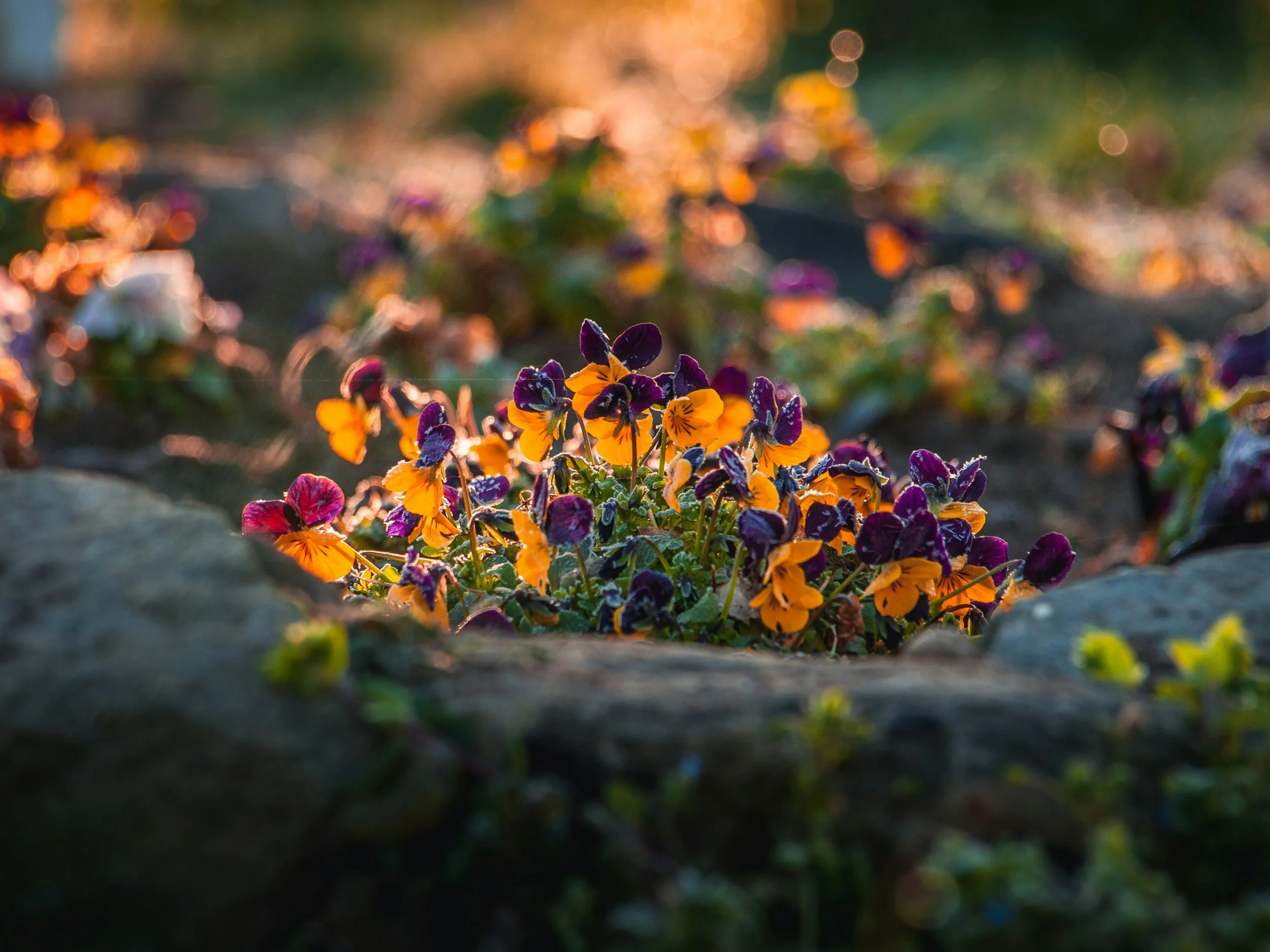 Why Nature is the Ultimate Wellness Hack