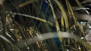 Sam Busiello | Queen of Coastland | 10 second spot