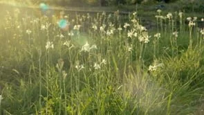 Robertet | The Natural History of Robertet | Doc Campaign