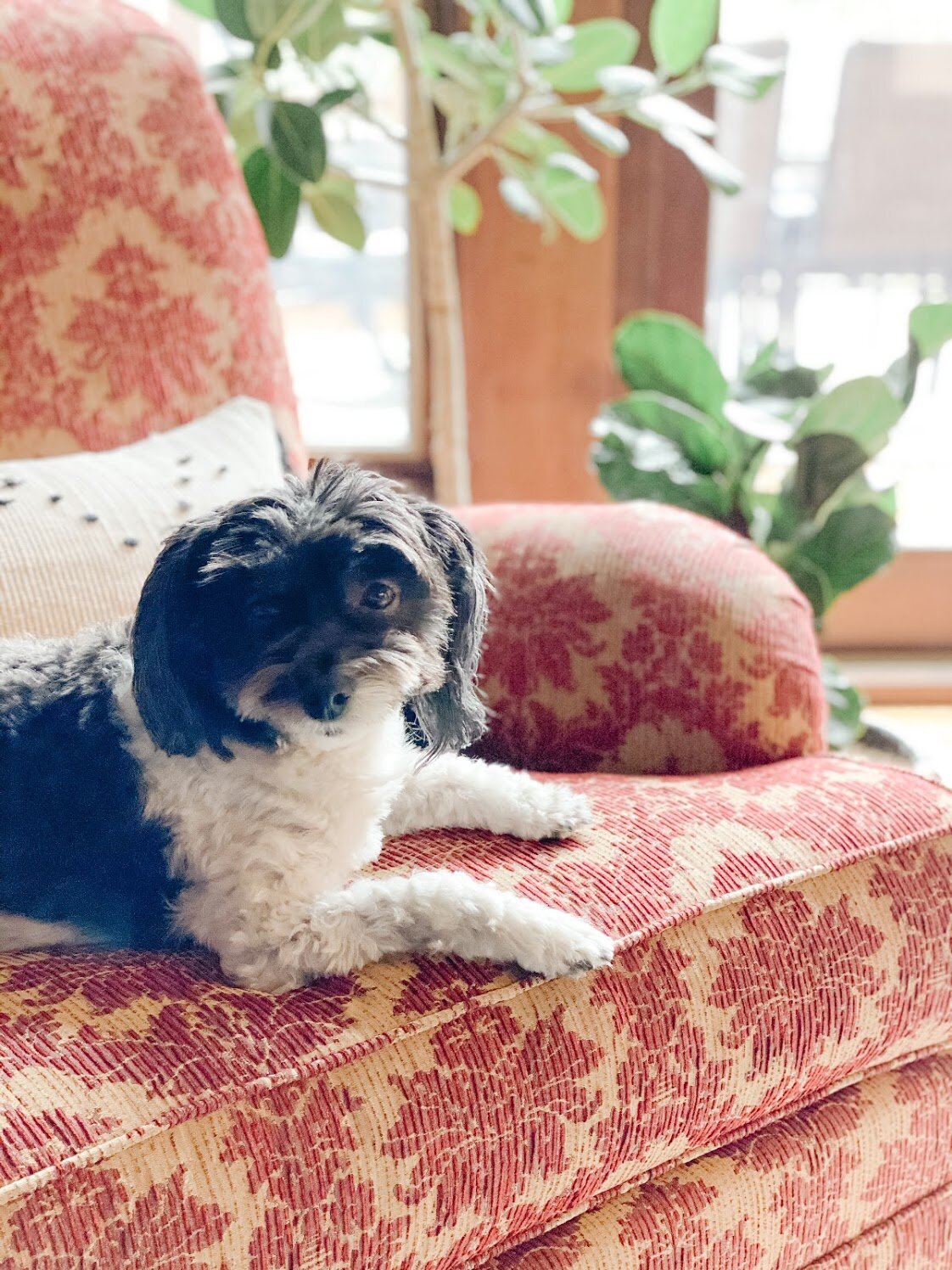 Living room + Oscar.jpg