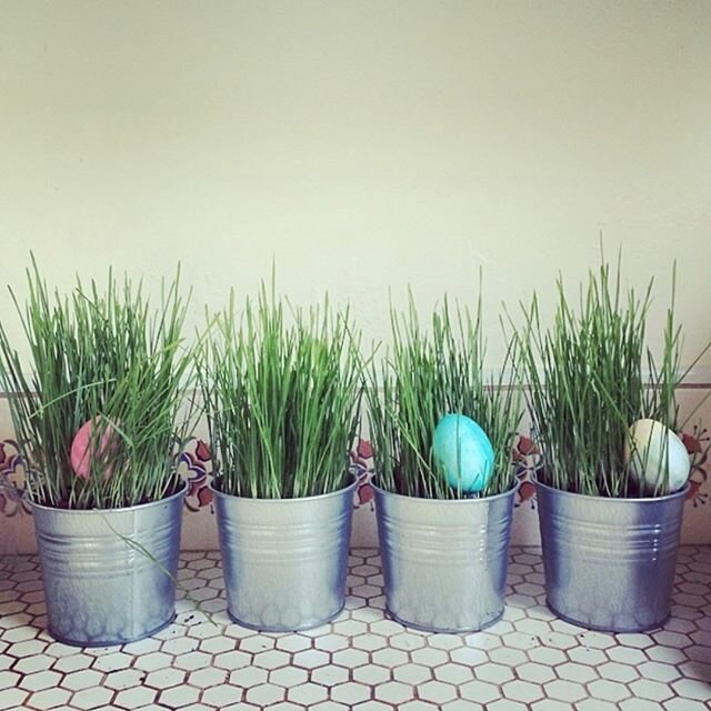 Growing Countertop Wheatgrass- A fun thing to do any time of the year, but especially now,..as Spring is upon us, is to grow wheatgrass. This can be a project to do with your kids or on your own. You can find wheatberry seeds in bulk at your local he