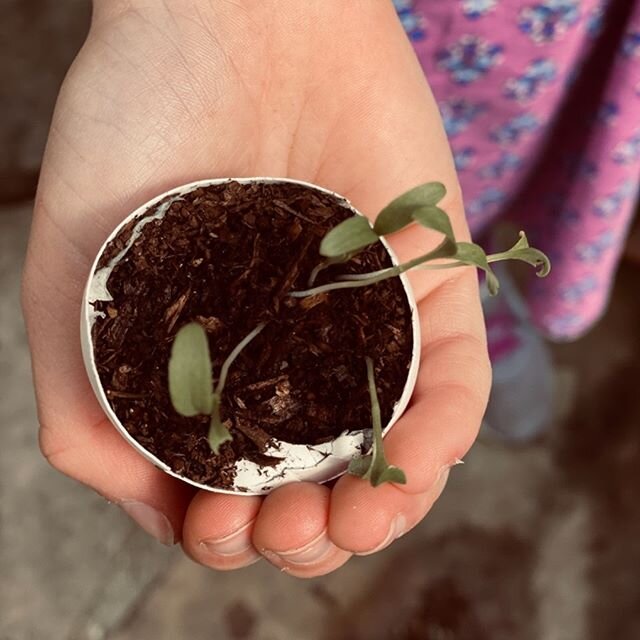Eggshell Gardening: eco-friendly seedling starter shortcut. Save your eggshells from breakfast! You can use them to plant a garden. A family-friendly project you can do in the early Spring. This gives your seeds an opportunity to grow safe from critt