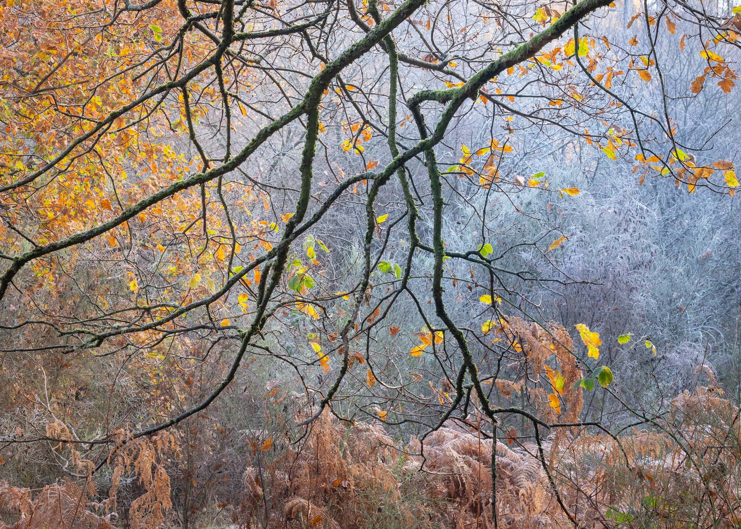 ian-worth-woodland-photography-12.jpg