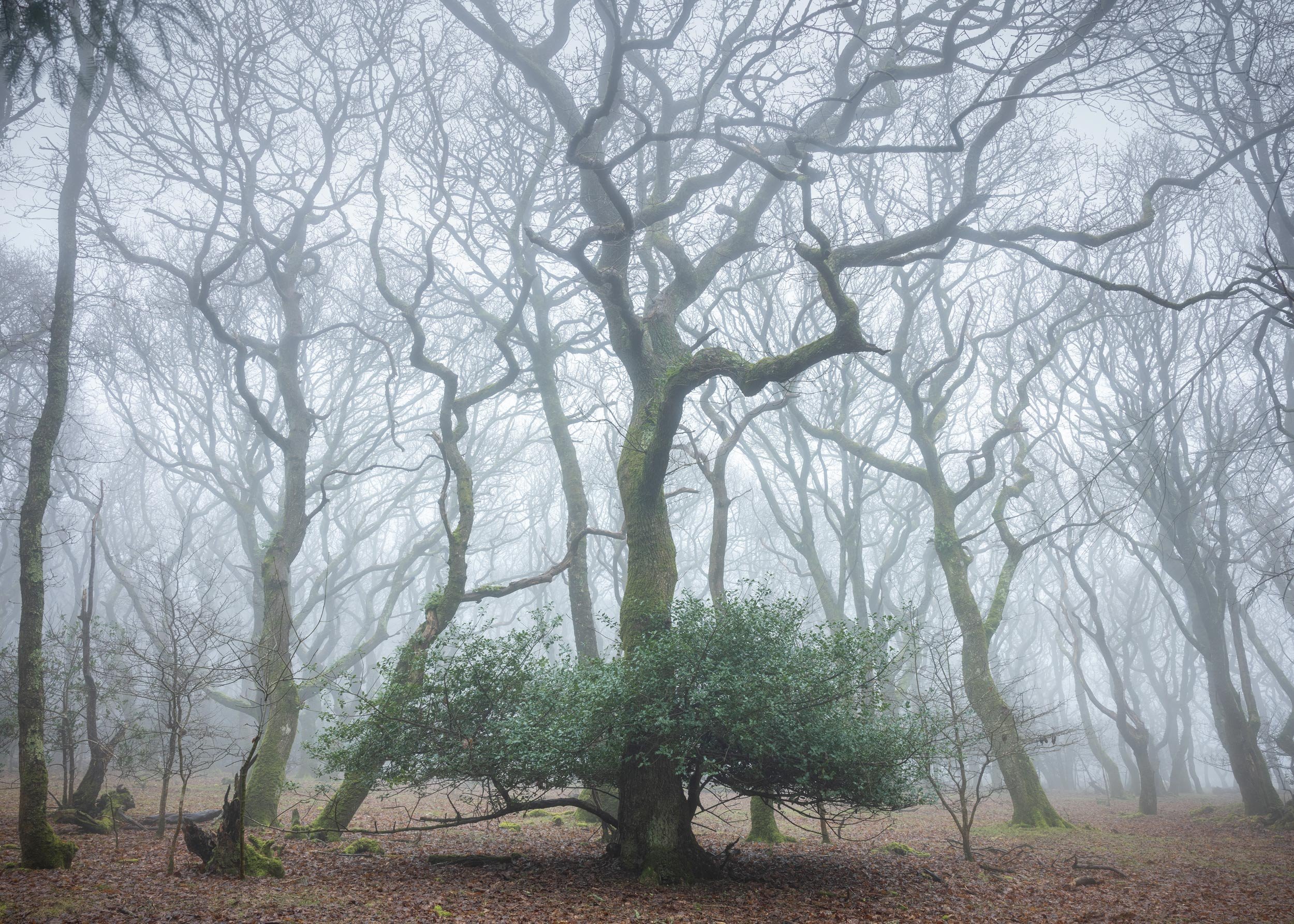 ian-worth-woodland-photography-16.jpg