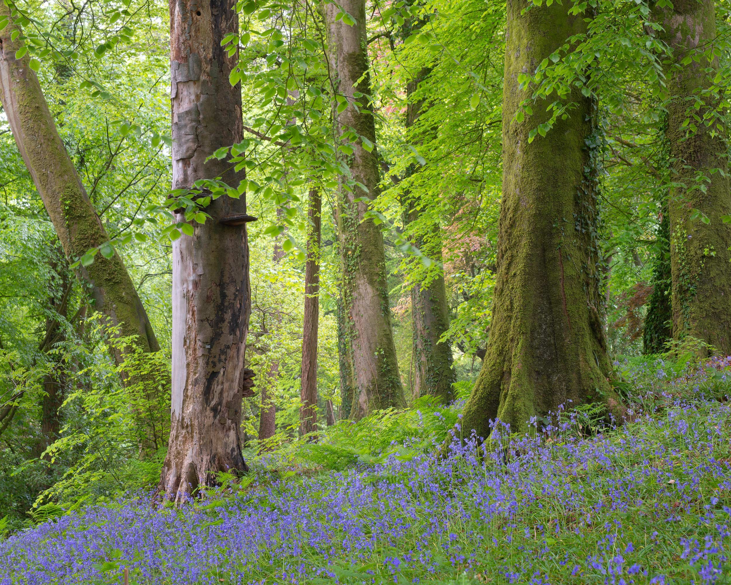 ian-worth-woodland-photography-20.jpg