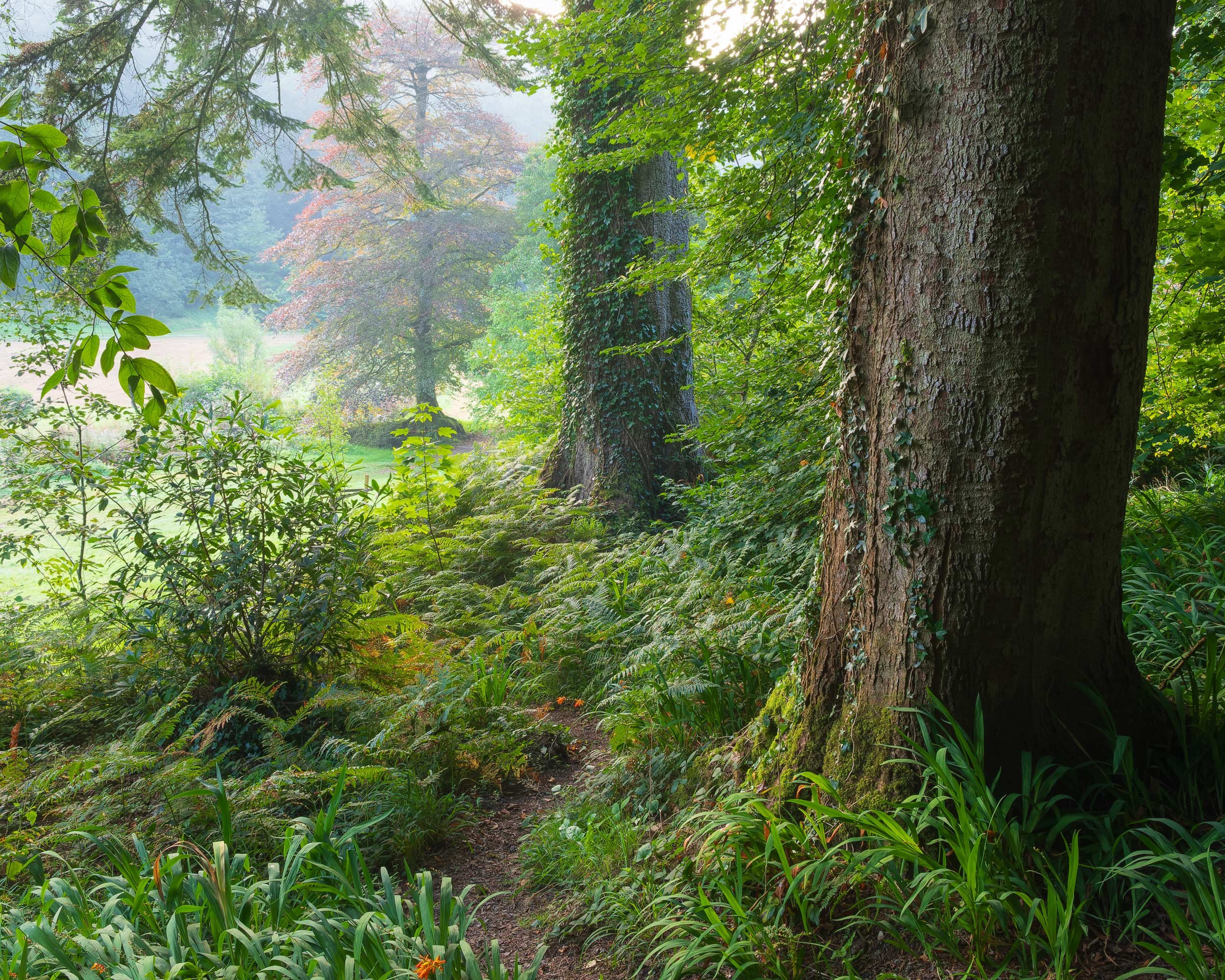 ian-worth-woodland-photography-22.jpg