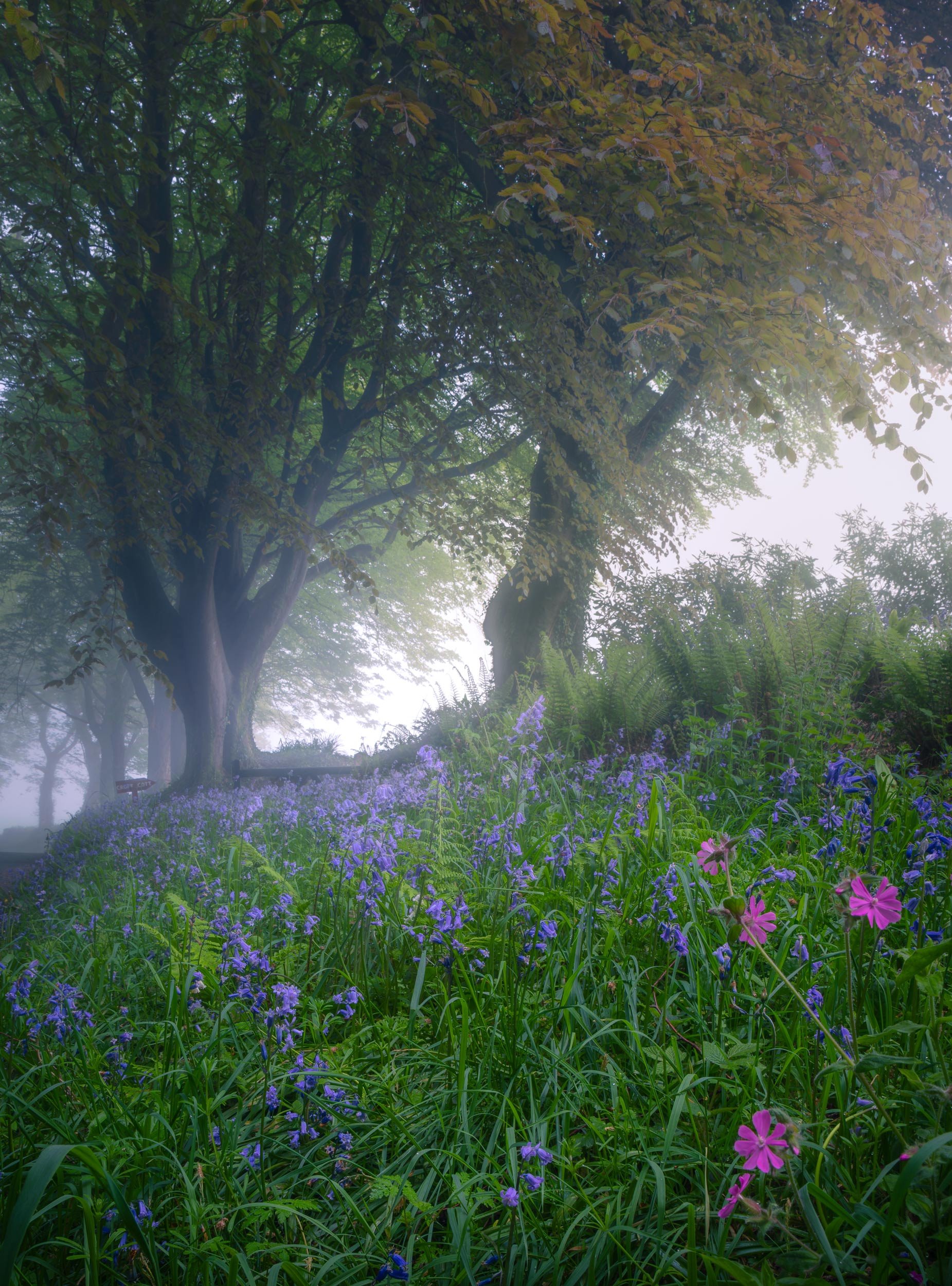 ian-worth-woodland-photography-29.jpg