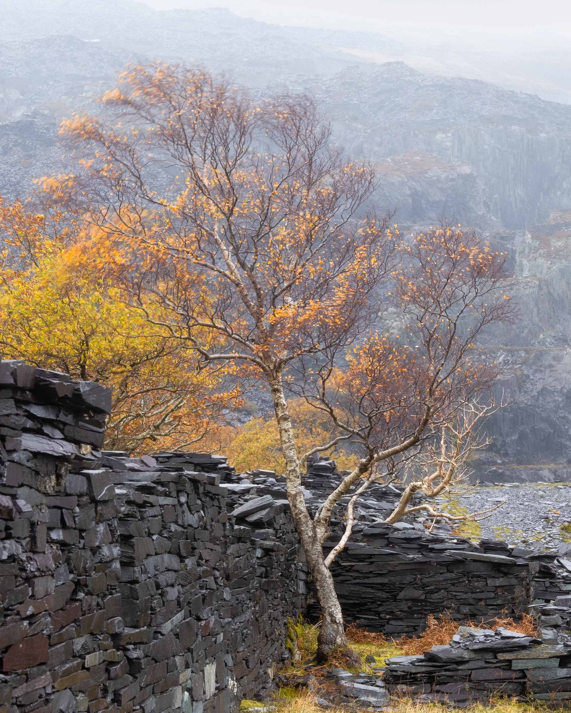 dinorwic2-1113.jpg
