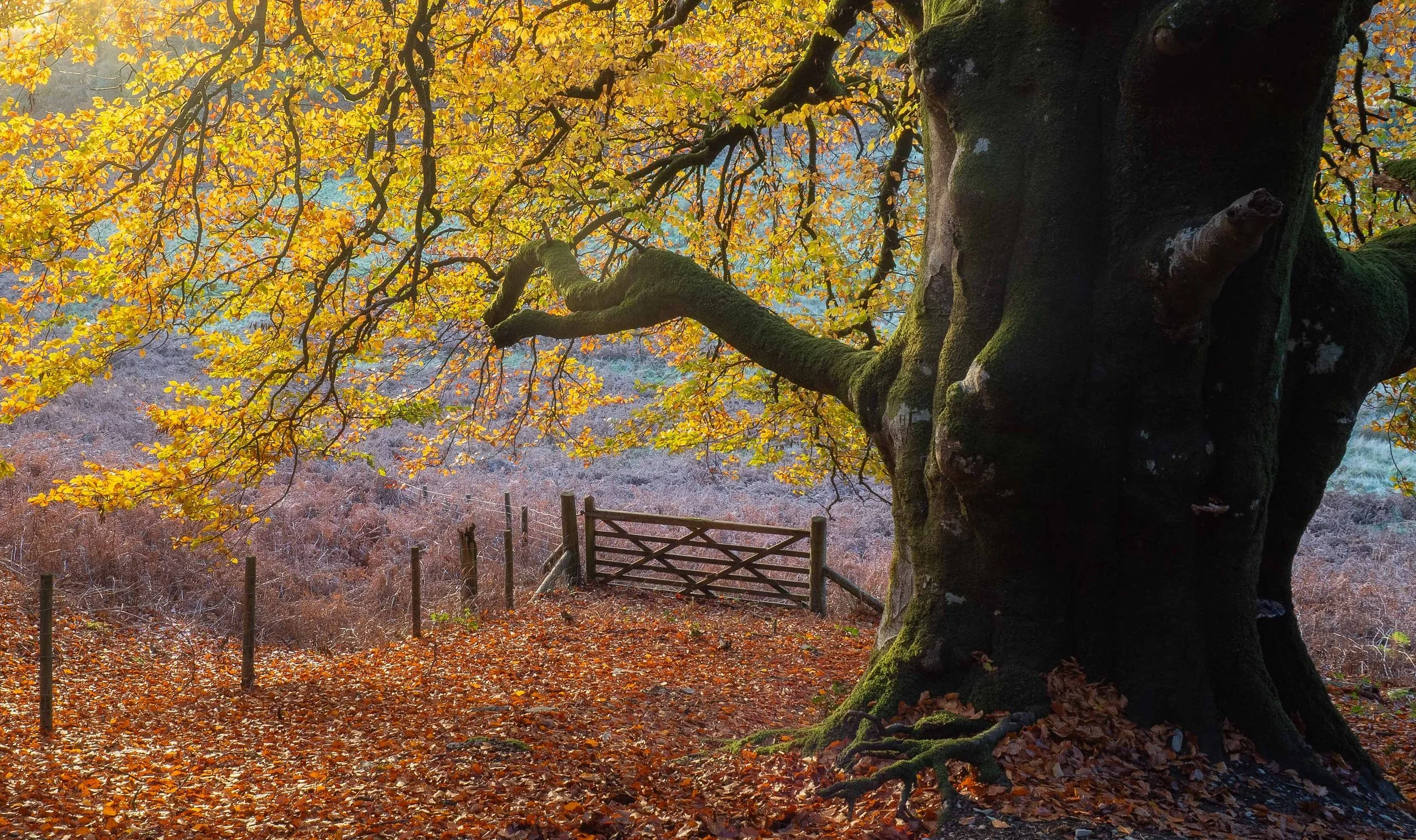 beech tree6-1113.jpg