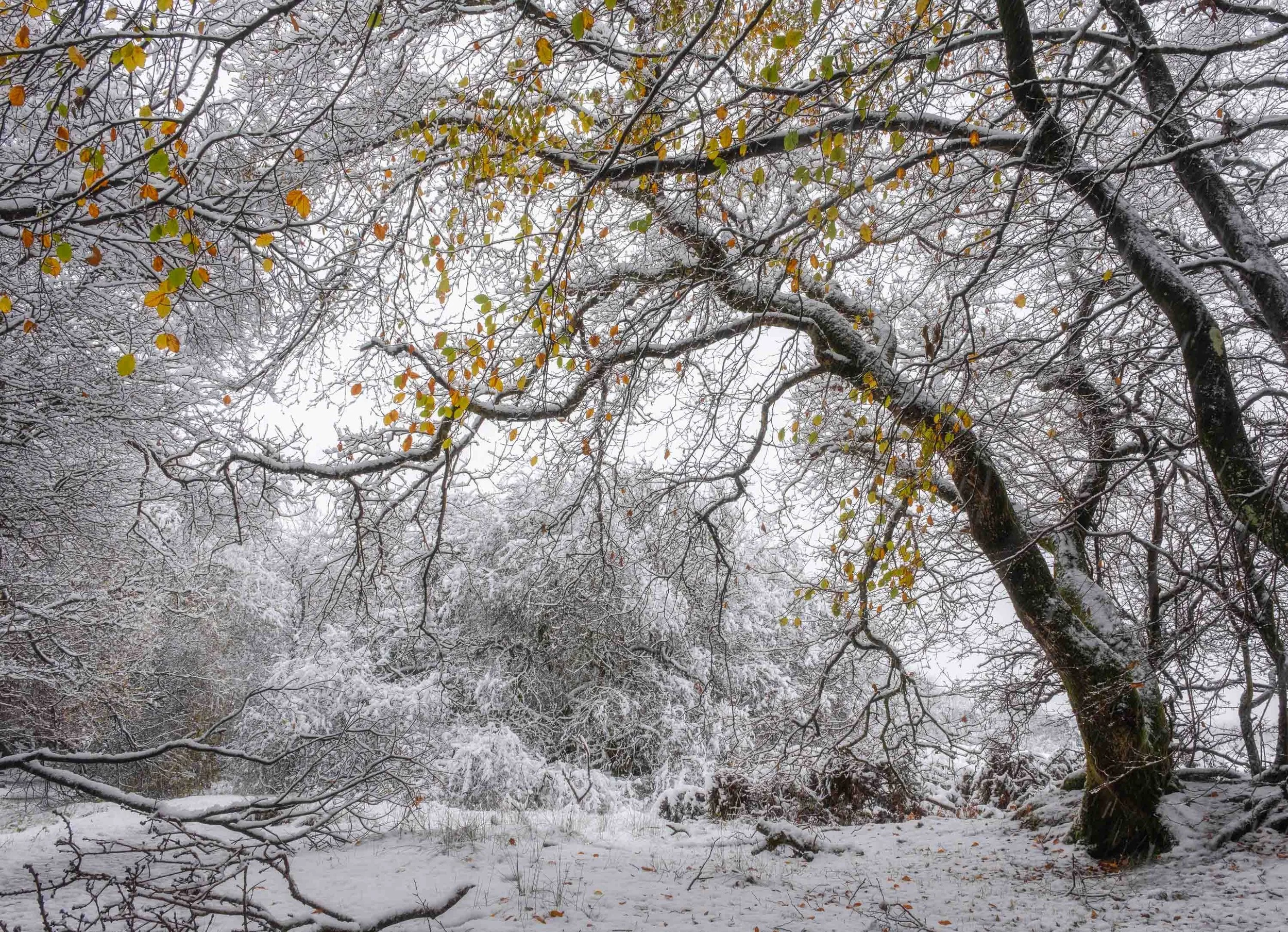 winter woods3-1113.jpg