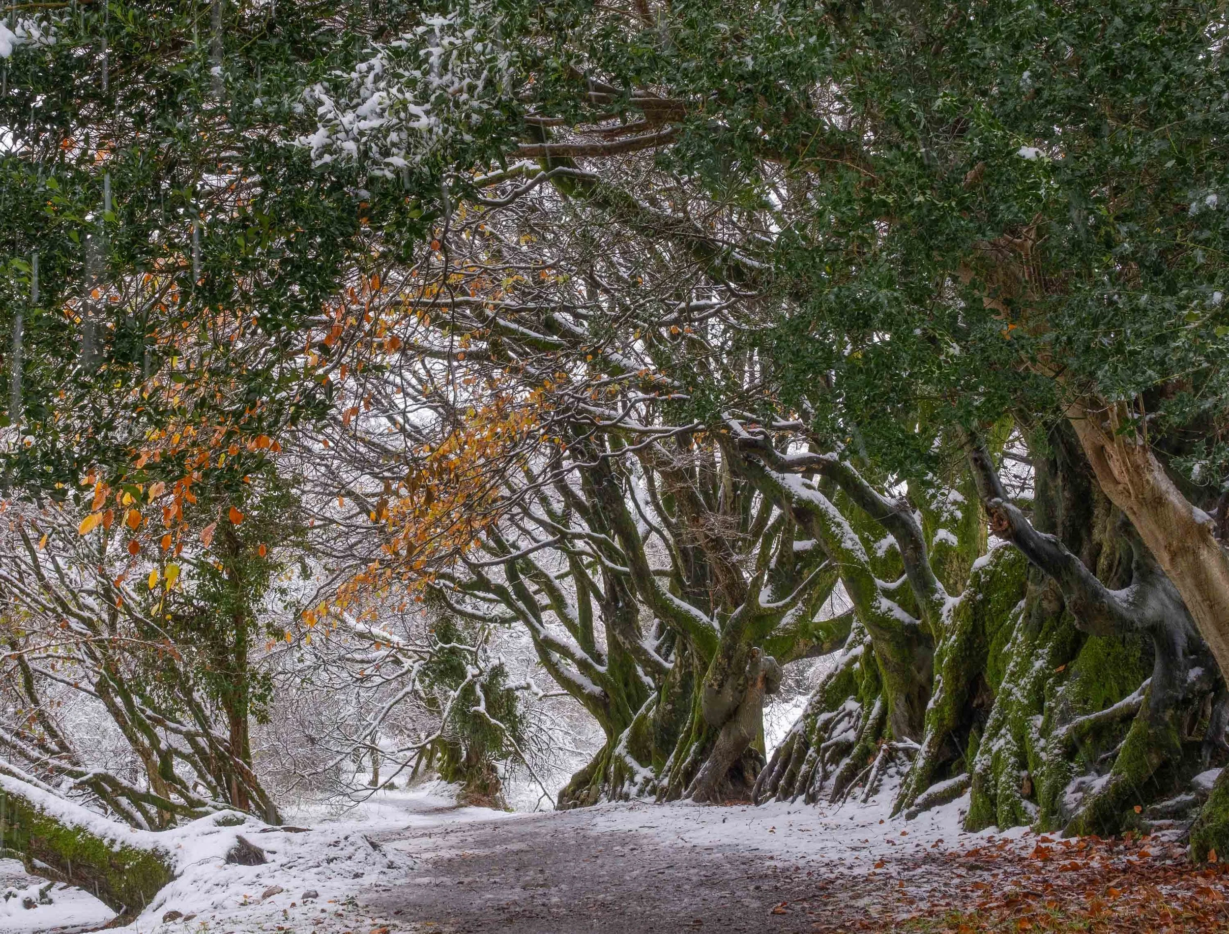 winter woods3-1114.jpg