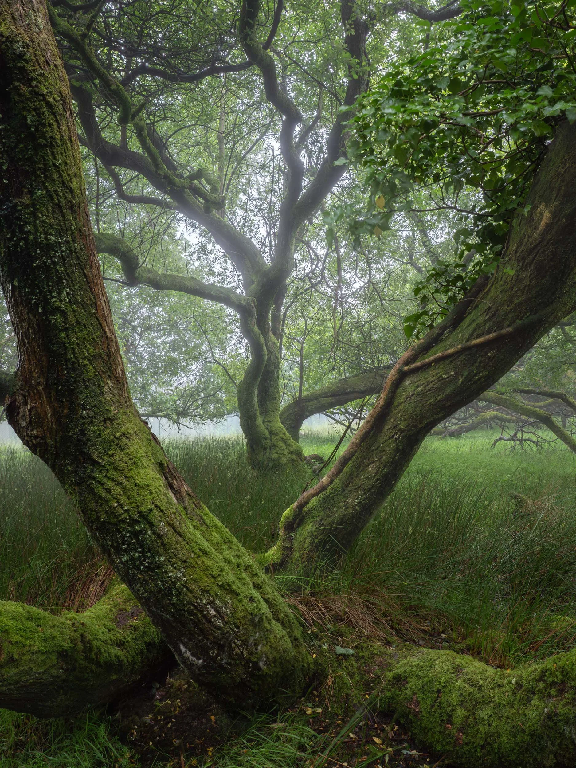 ian worth woodland photography-1.jpg