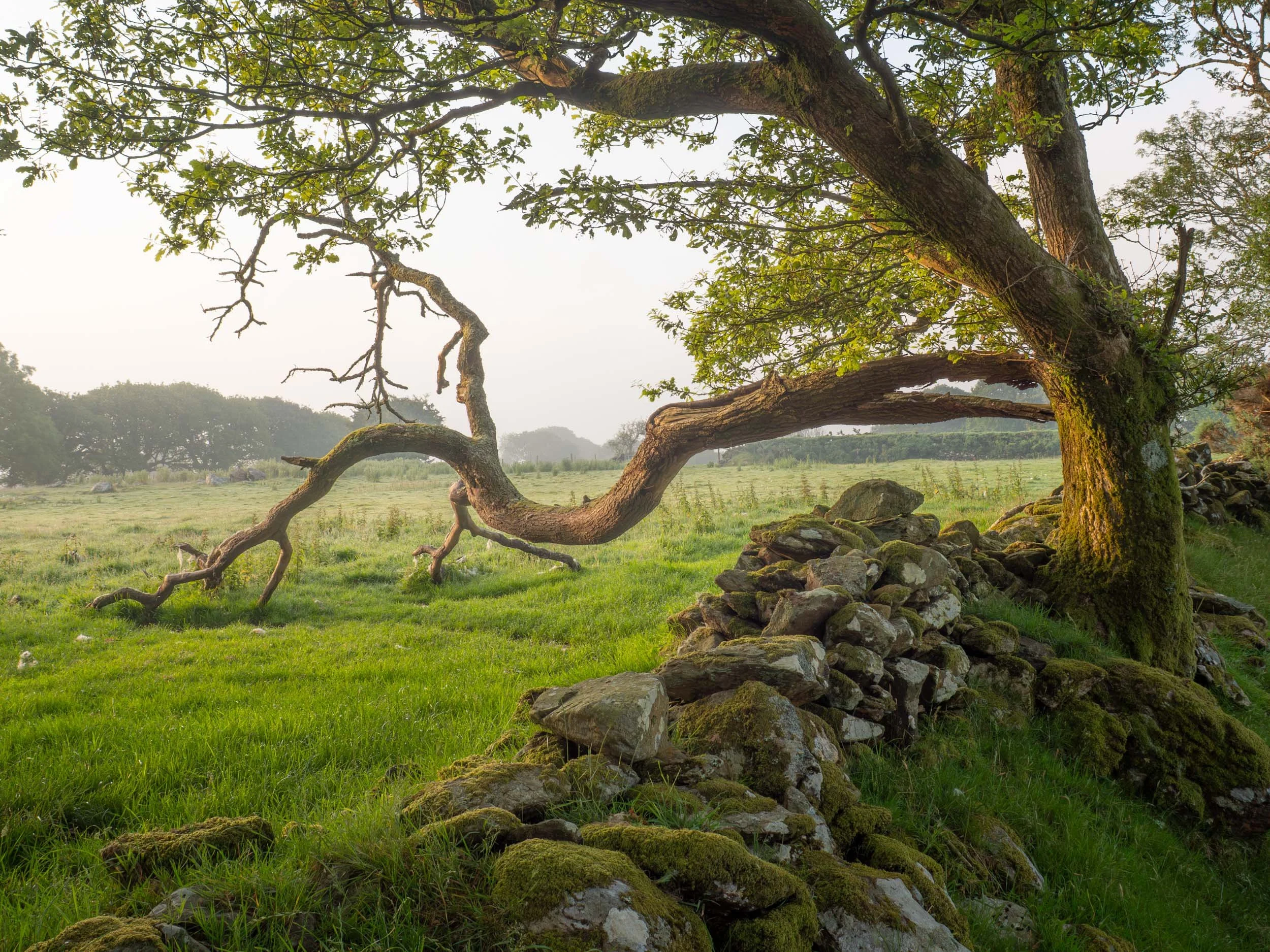 ian worth woodland photography-2.jpg