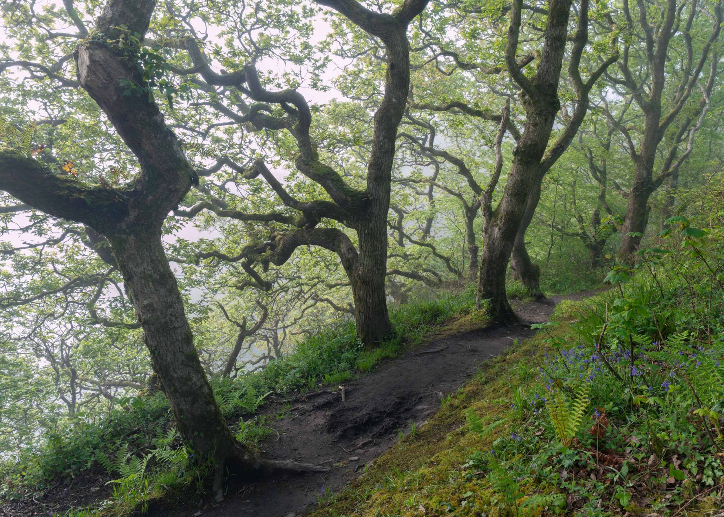 a landscape photo of The coastal path from Saundersfoot to Monkstone point, Pembrokeshire