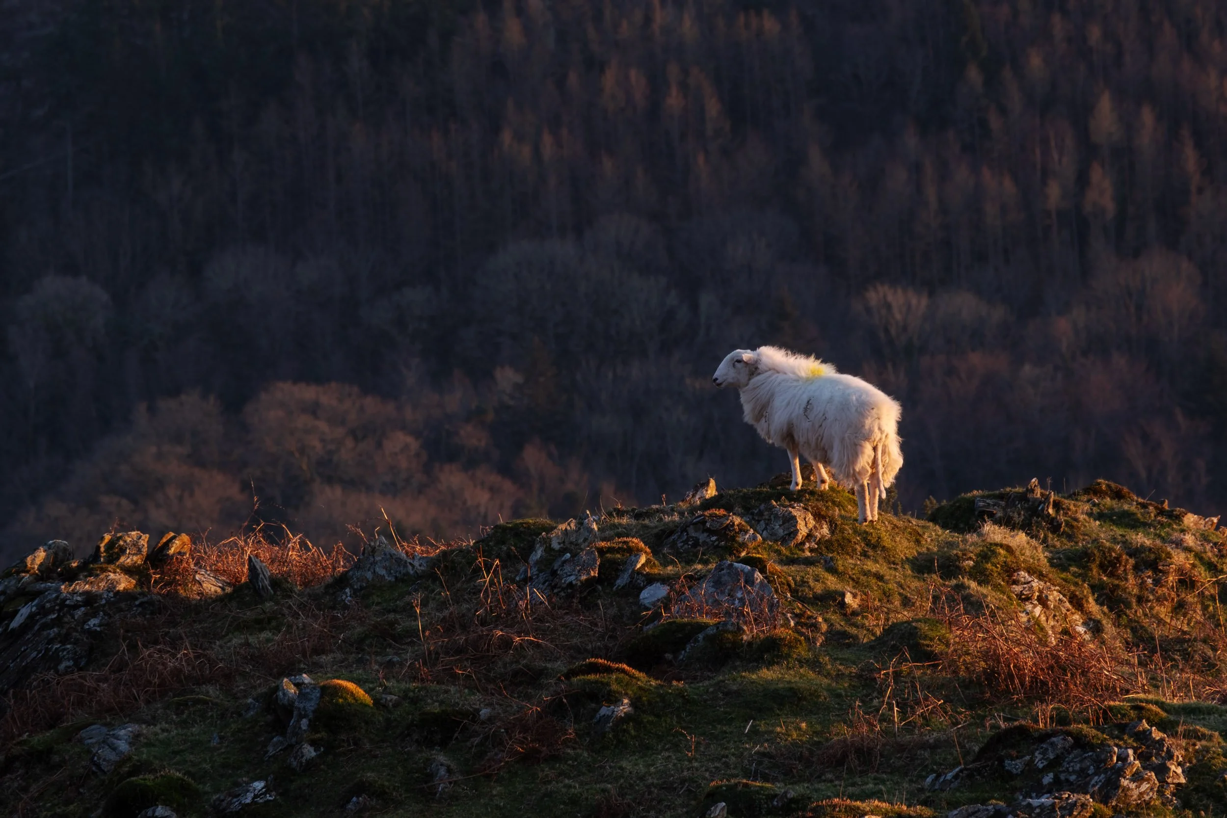 snowdonia-19.jpg