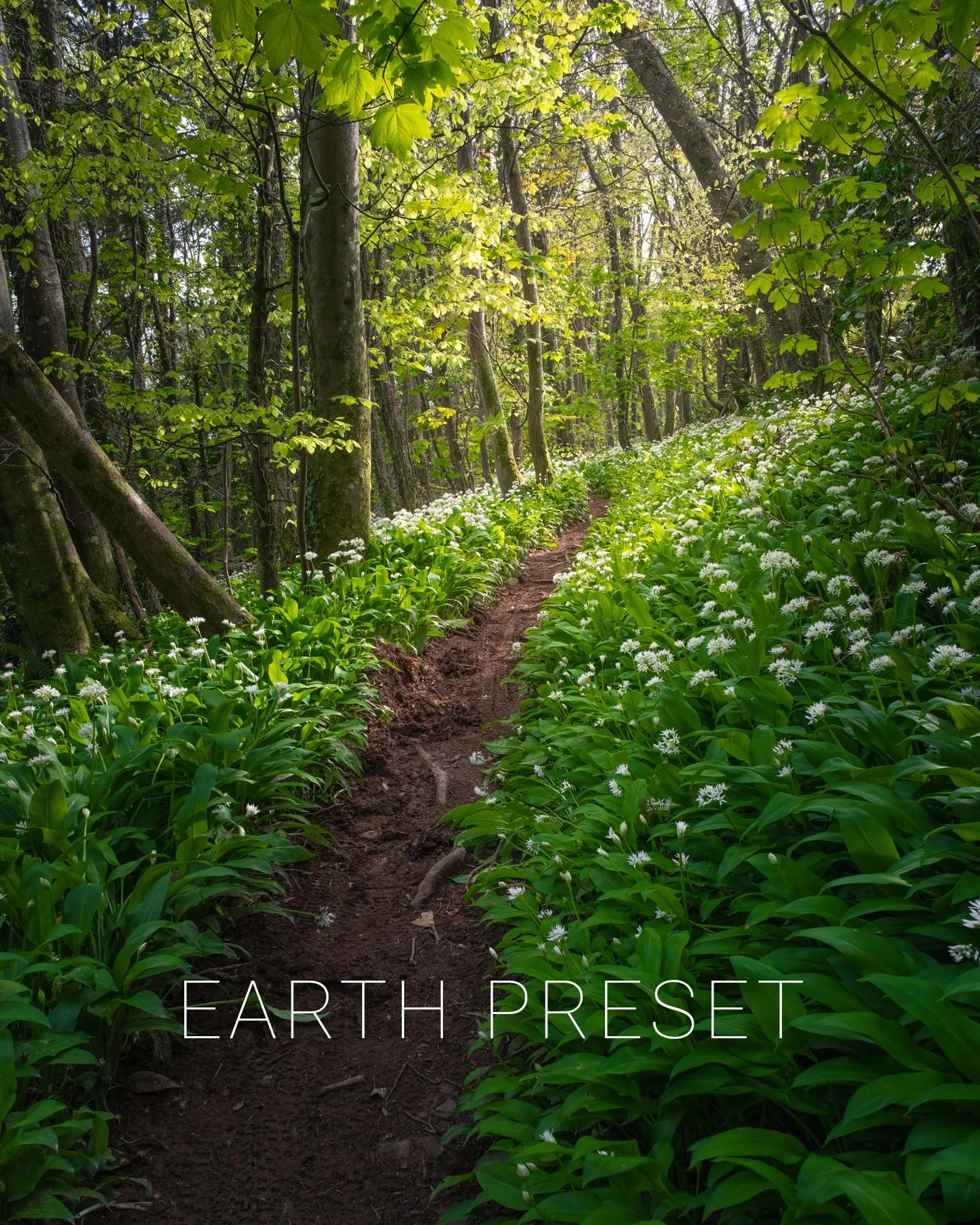 web-earth-1.jpg