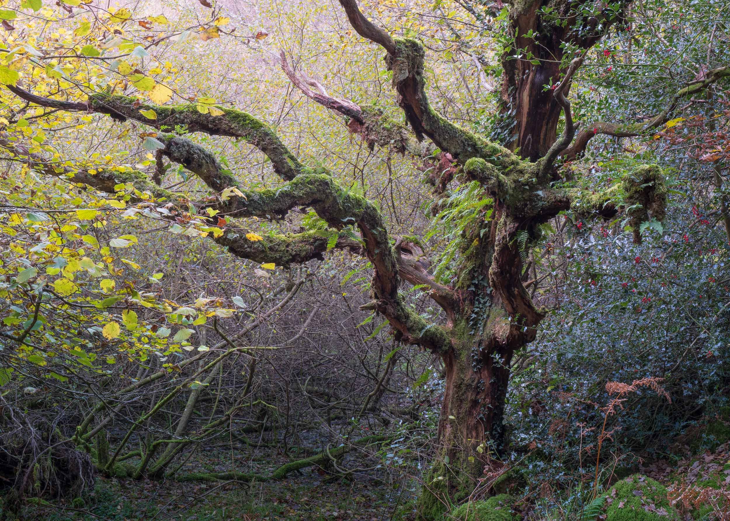 snowdonia-11.jpg