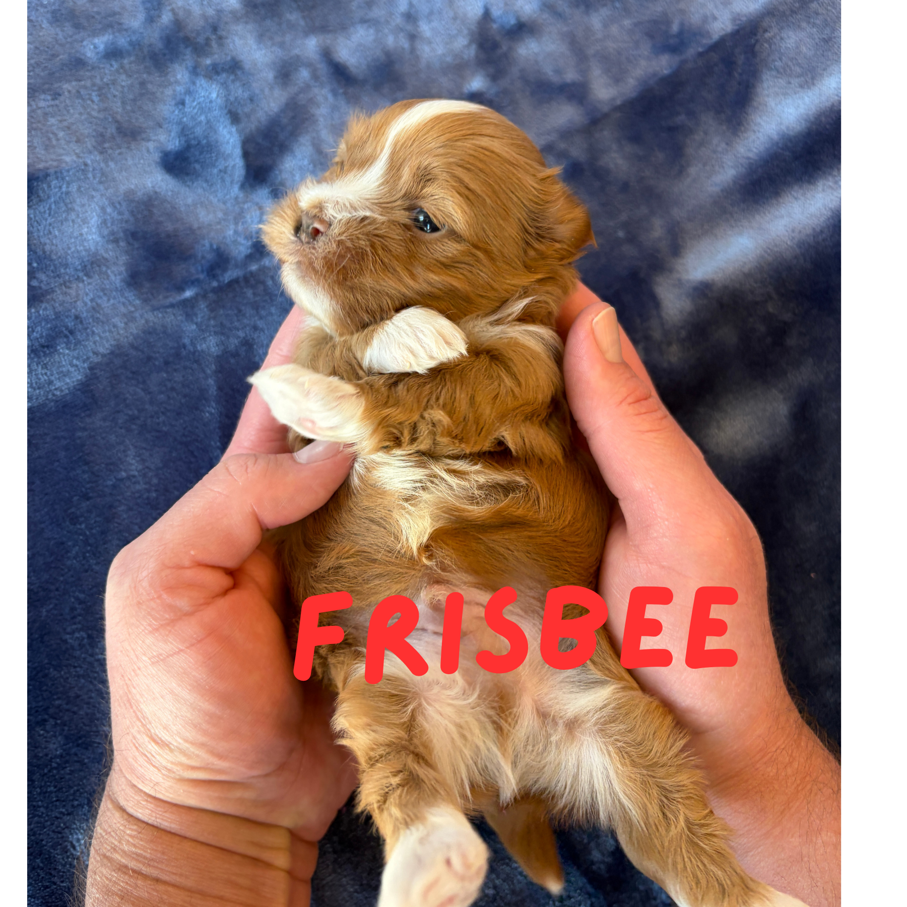 FRISBEE (Lucky's Catch Me If You Can)