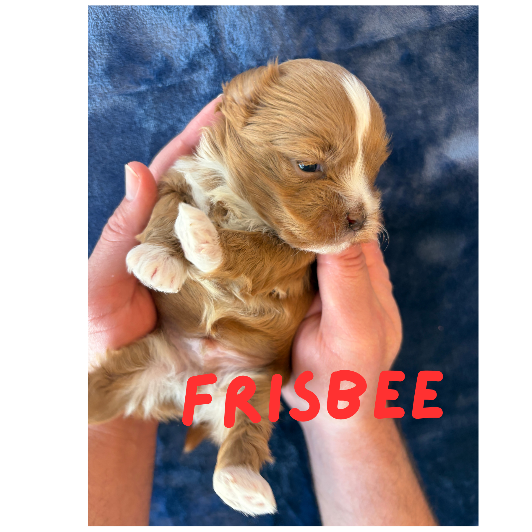 FRISBEE (Lucky's Catch Me If You Can)