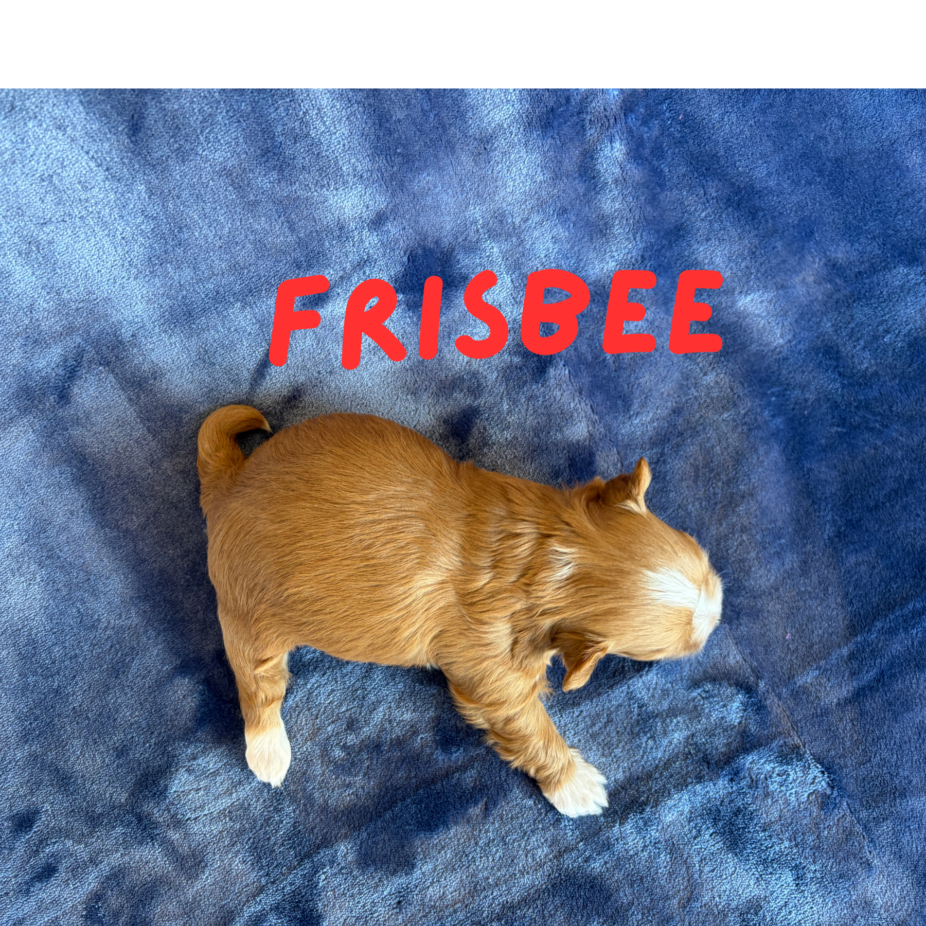 FRISBEE (Lucky's Catch Me If You Can)
