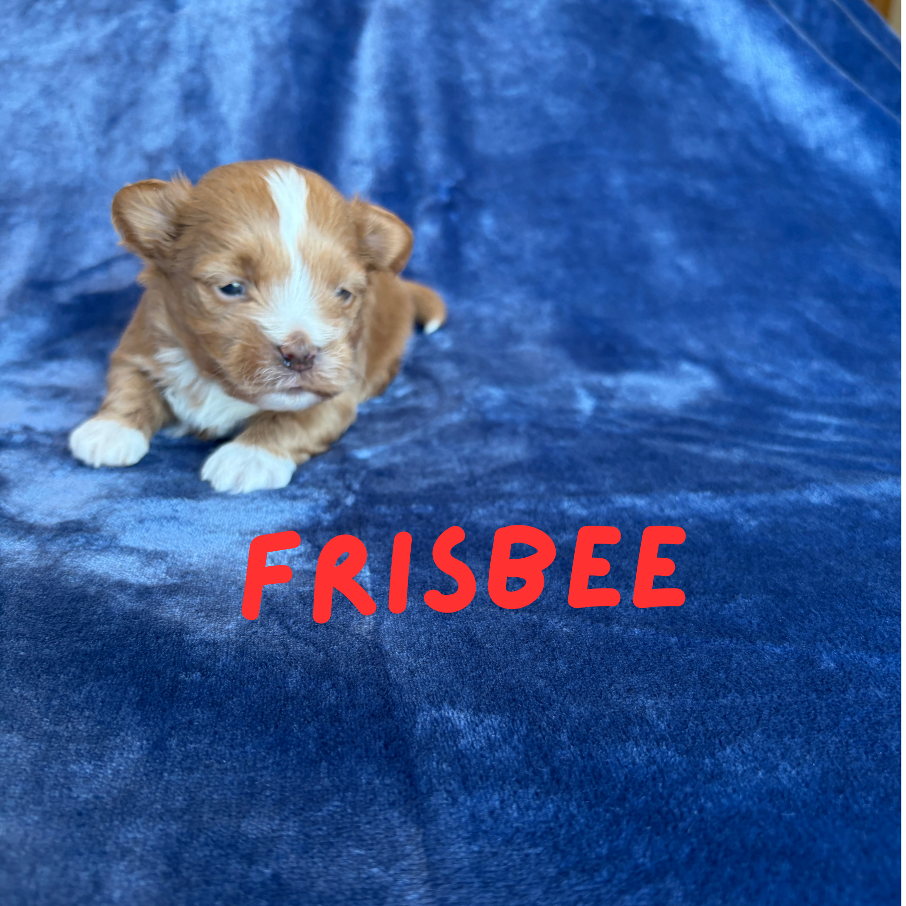 FRISBEE (Lucky's Catch Me If You Can)