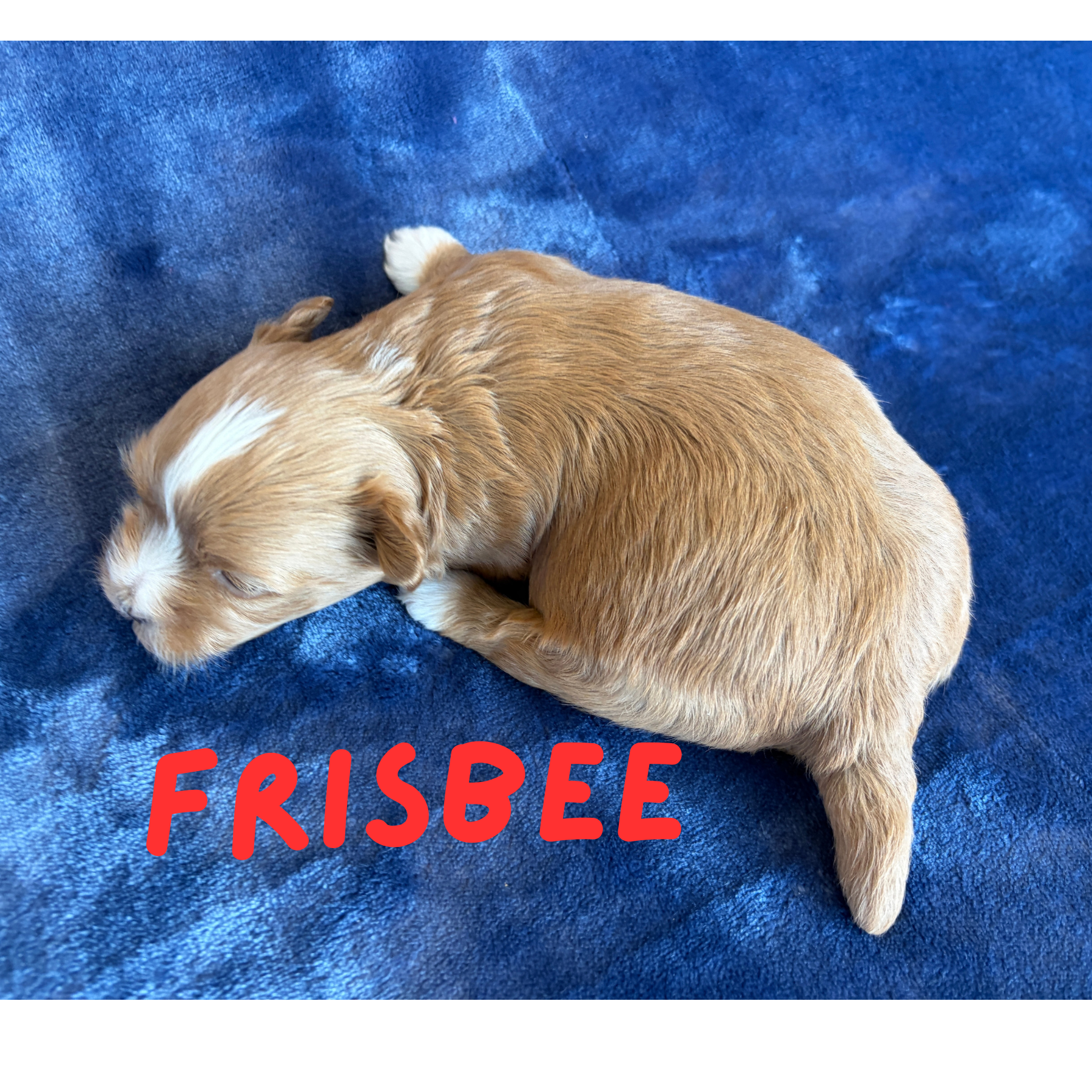 FRISBEE (Lucky's Catch Me If You Can)