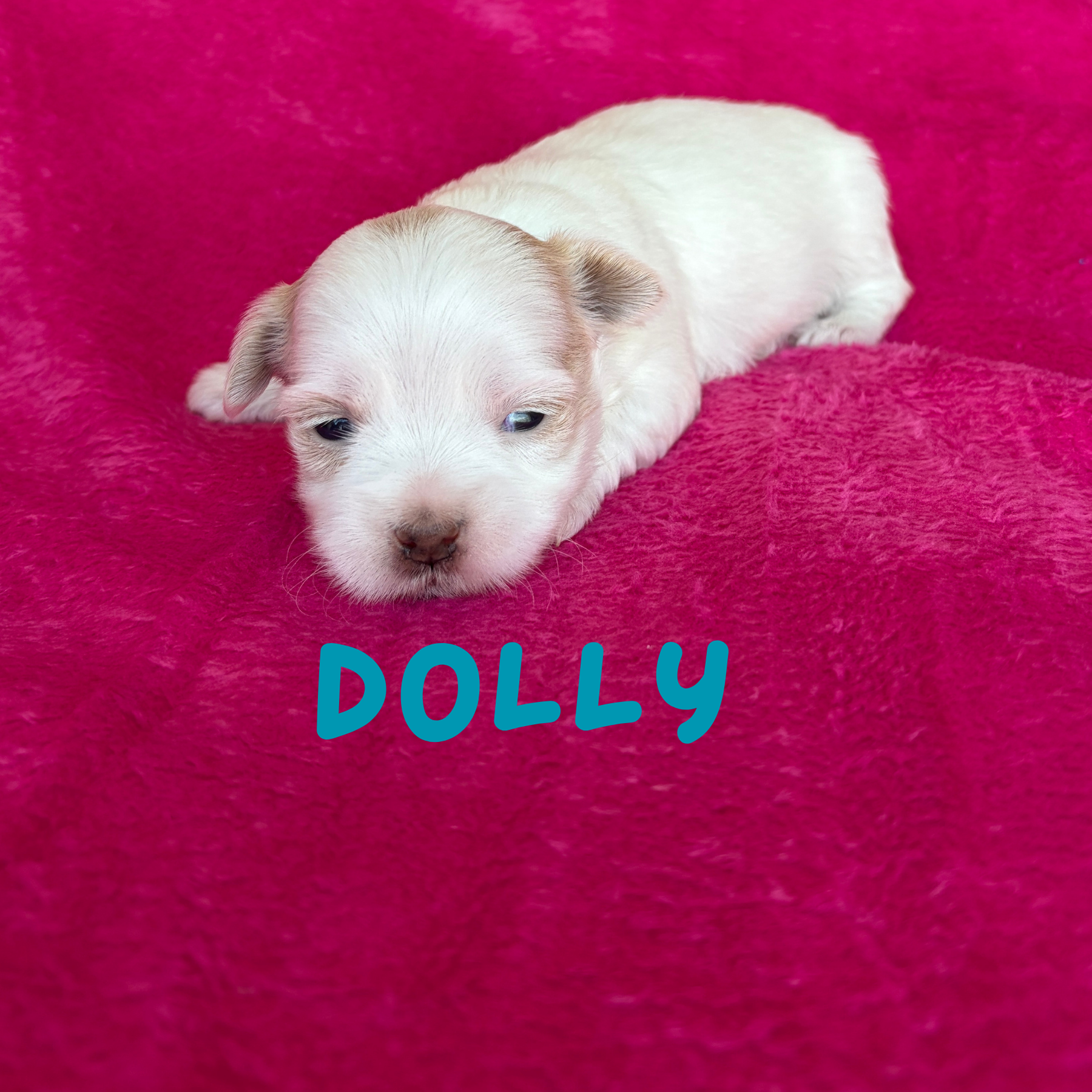 DOLLY (Lucky's Porcelain Doll)