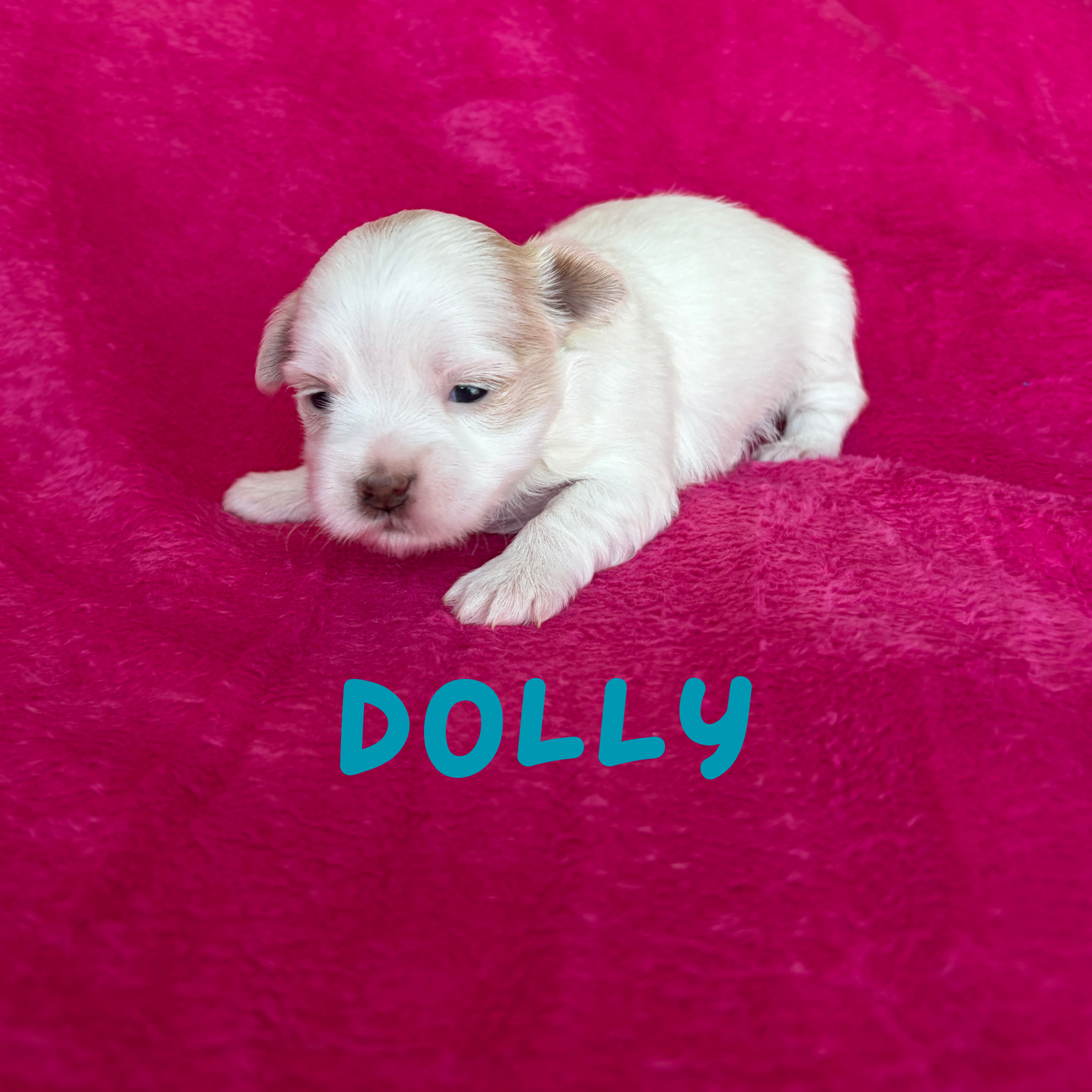 DOLLY (Lucky's Porcelain Doll)
