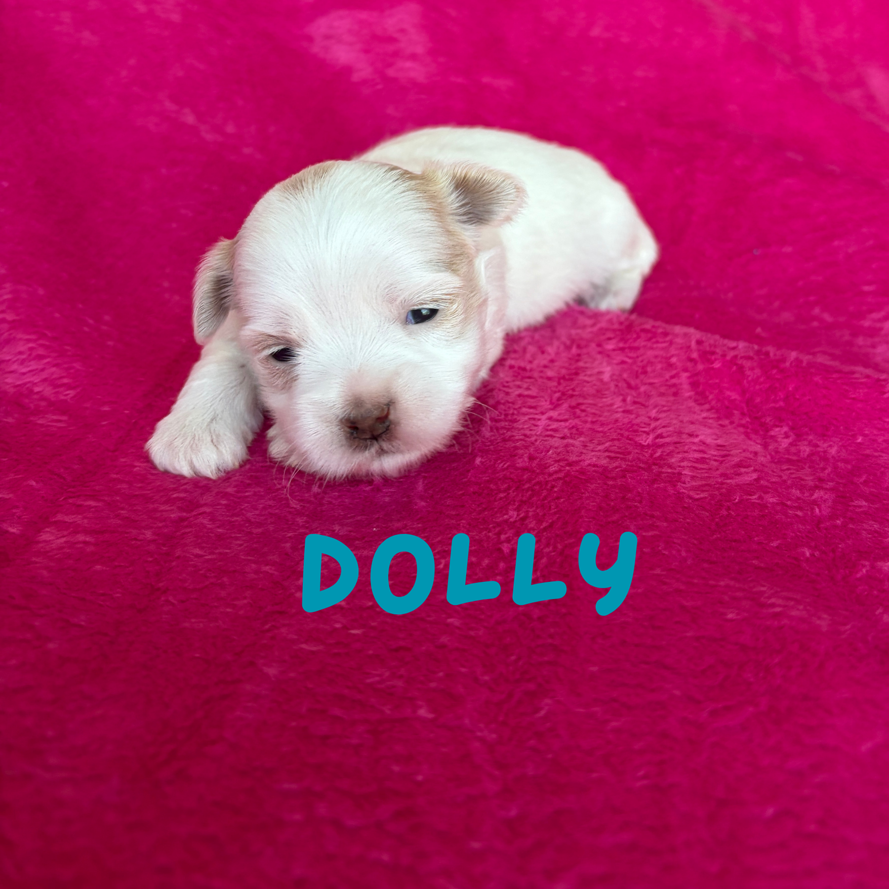 DOLLY (Lucky's Porcelain Doll)