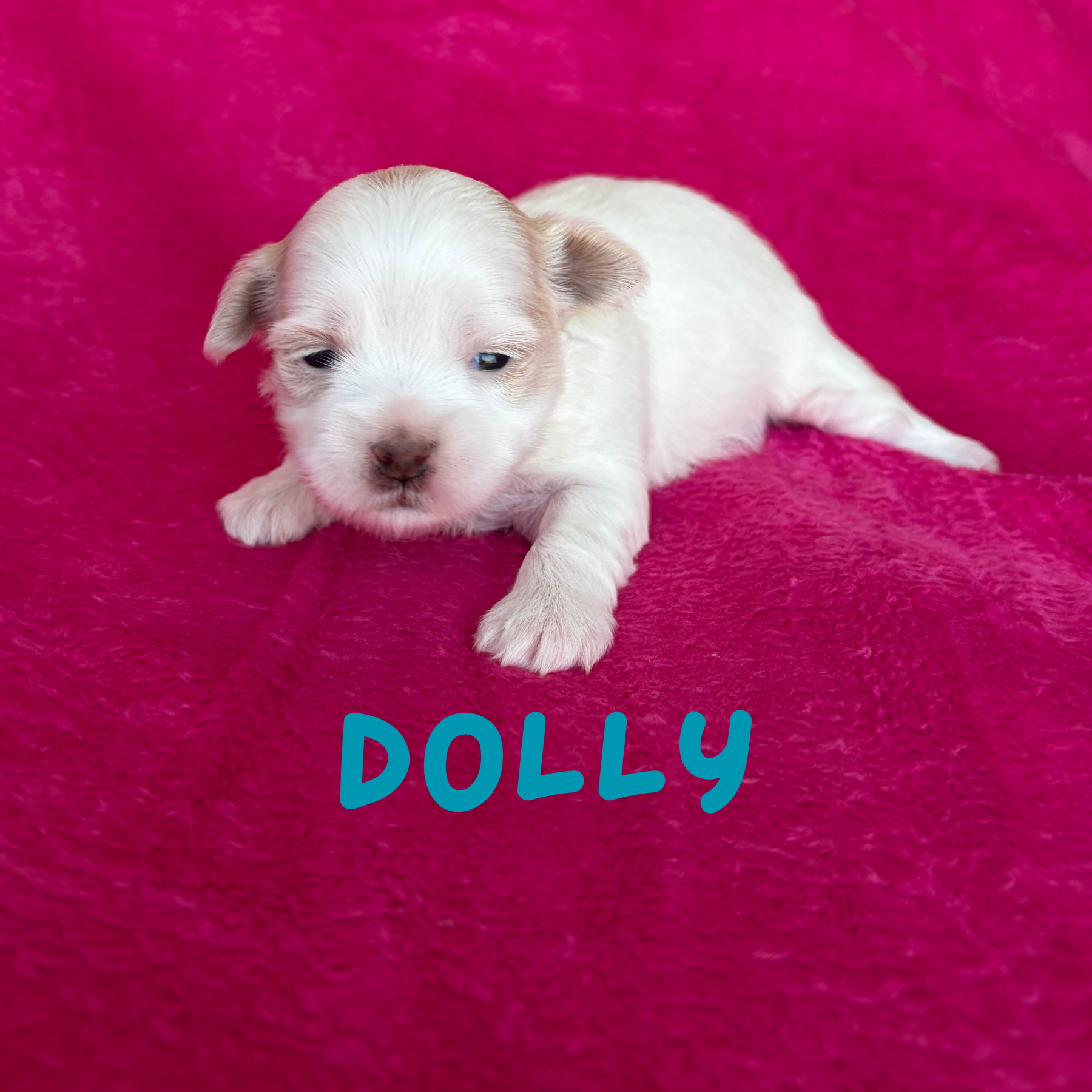DOLLY (Lucky's Porcelain Doll)