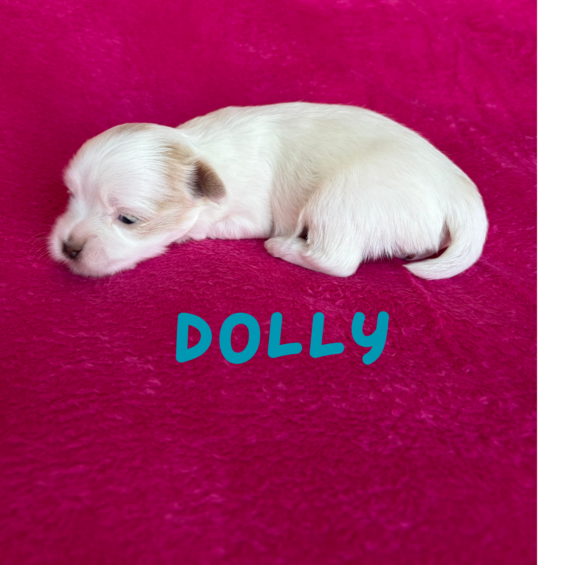DOLLY (Lucky's Porcelain Doll)