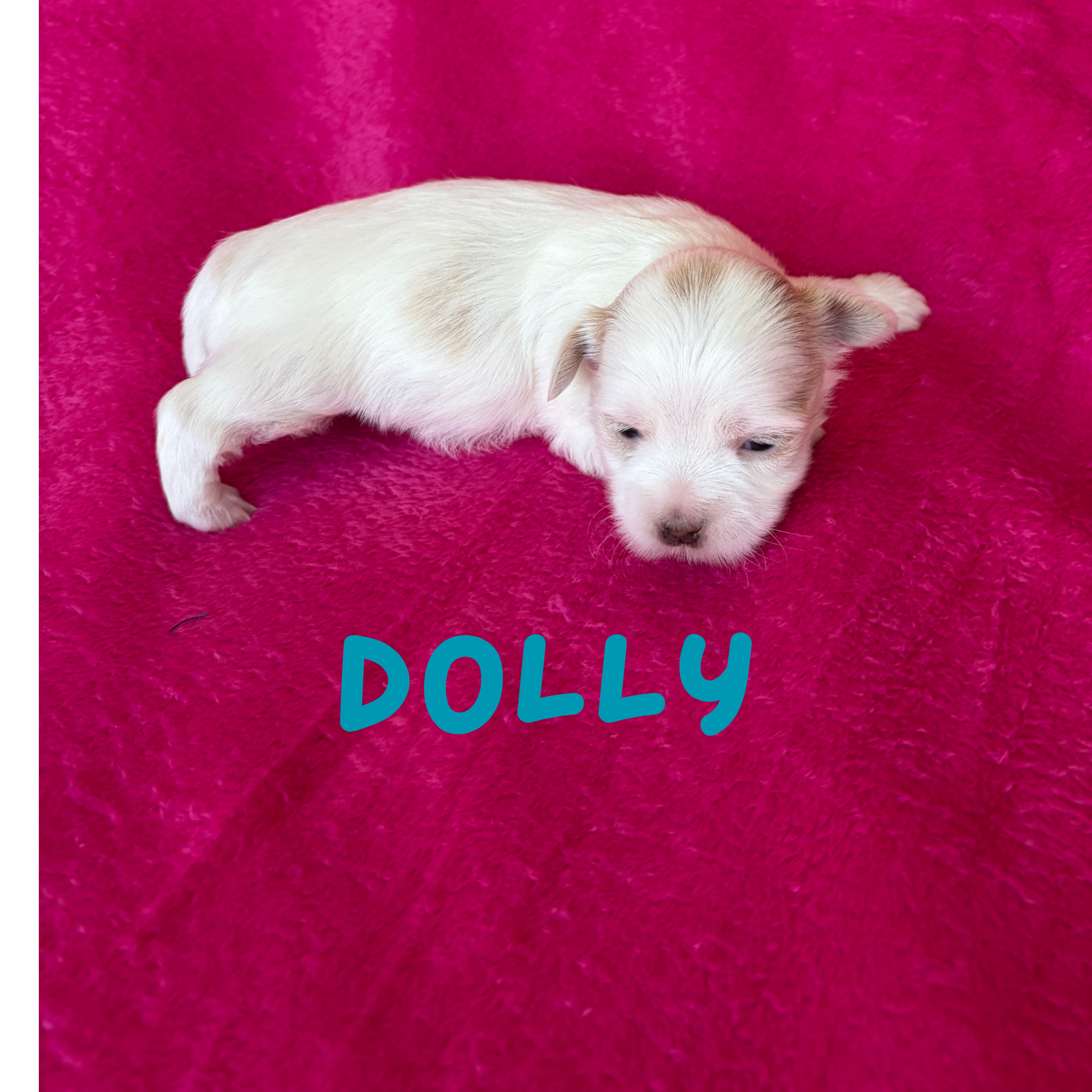 DOLLY (Lucky's Porcelain Doll)