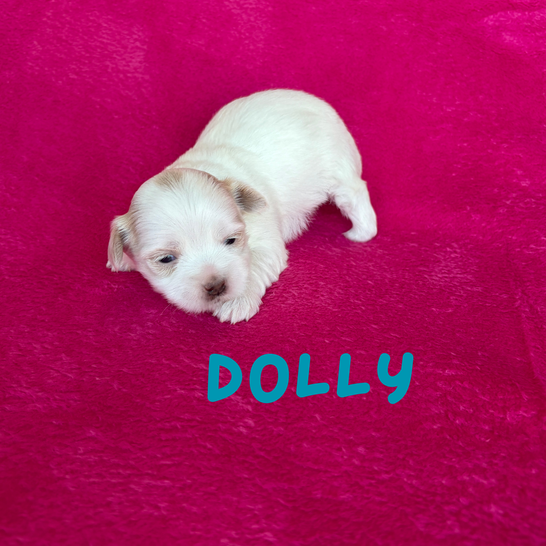 DOLLY (Lucky's Porcelain Doll)