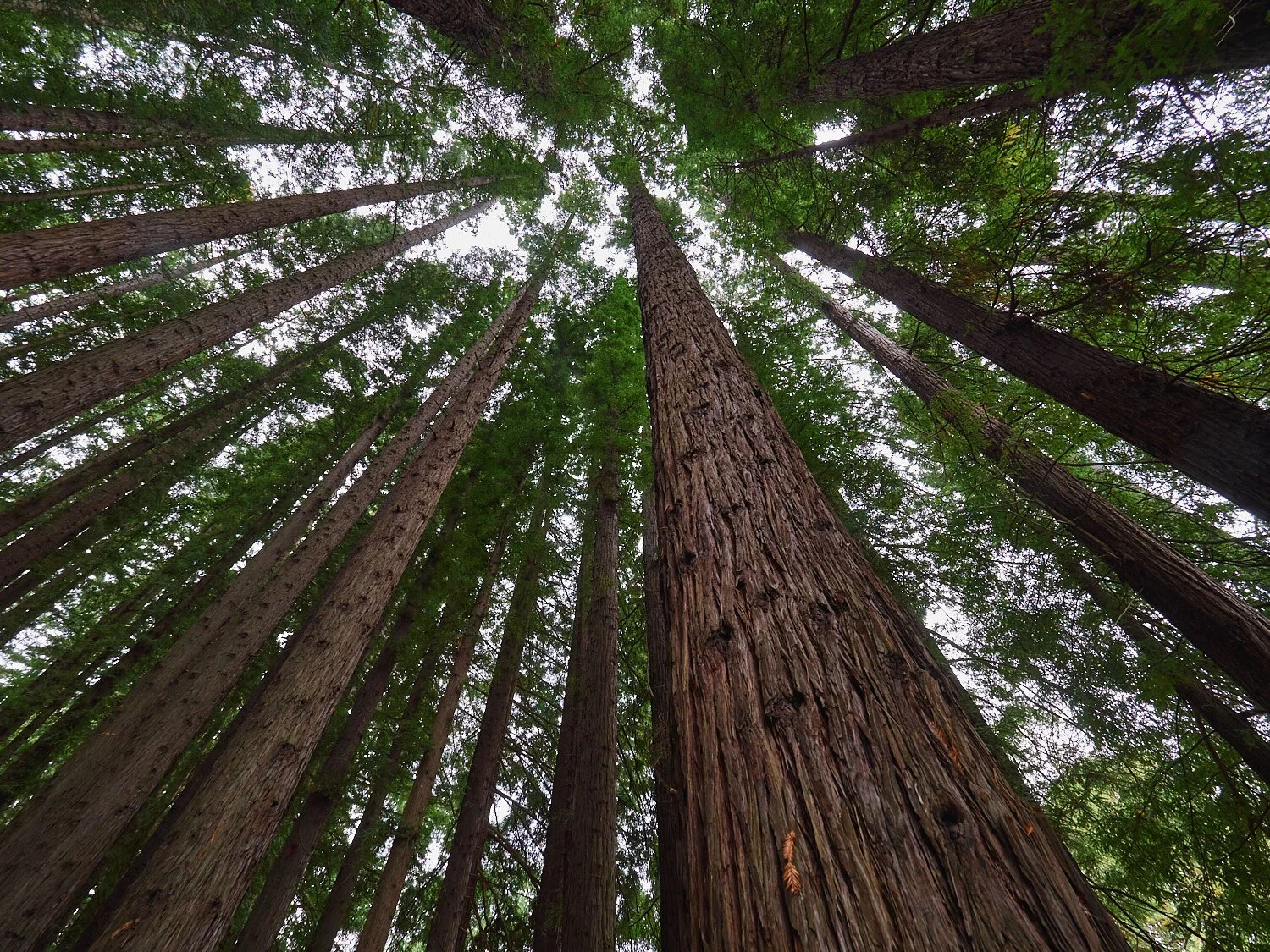 Redwood.jpeg