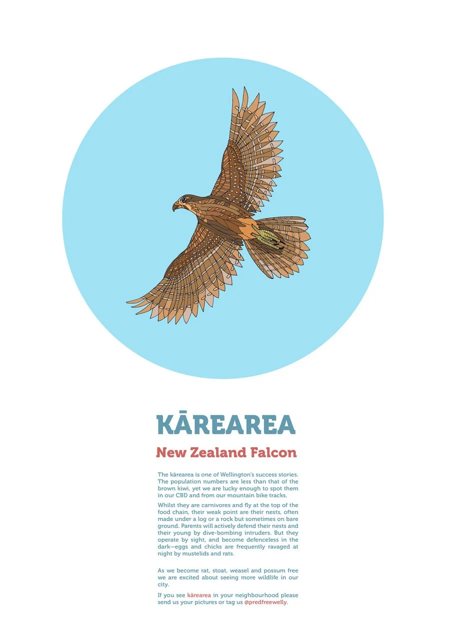 The inner page of the booklet for Island Bay to CBD eradication