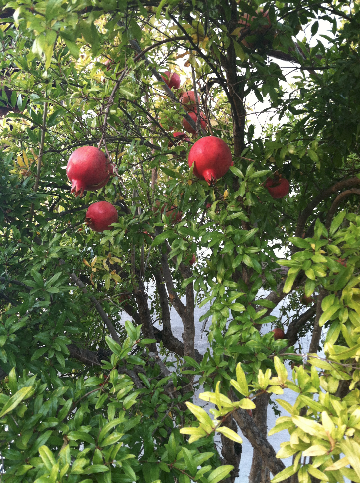pomegranate-recipes.png