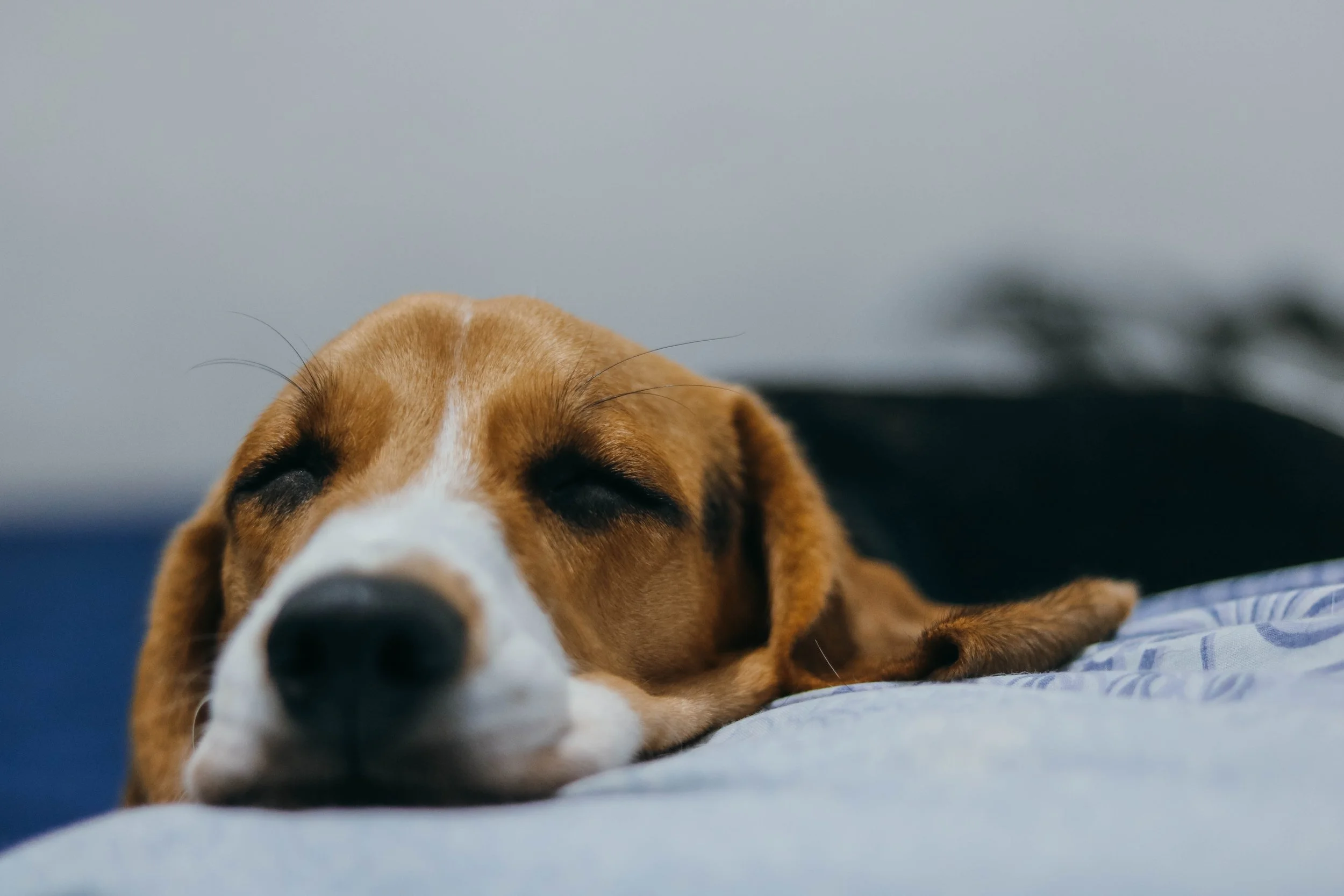 joao-victor-xavier-304052-unsplash.jpg
