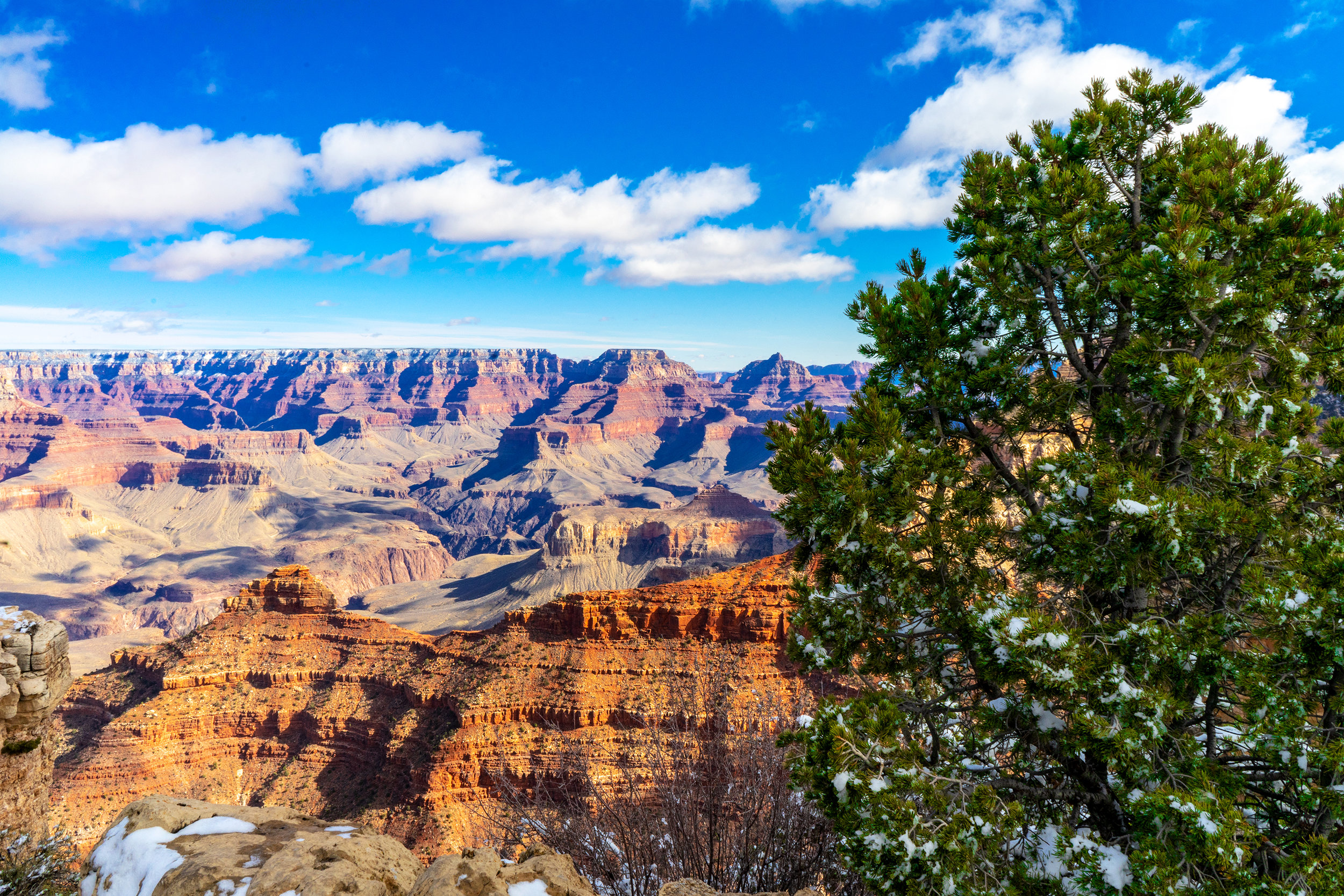 Grand Canyon one Tree (Gallery Size).jpg