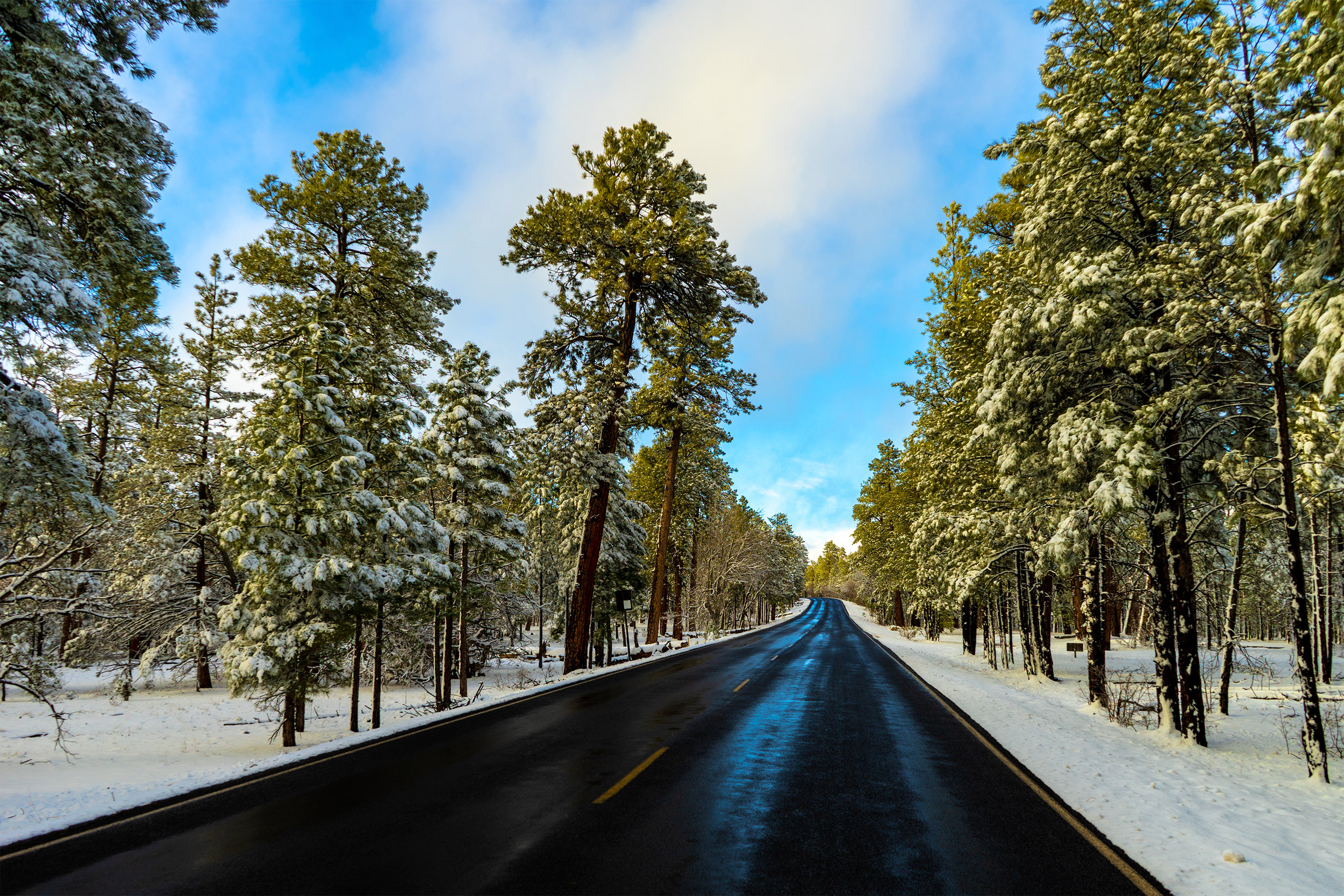 Grand Canyon Trees Road (Gallery Size).jpg