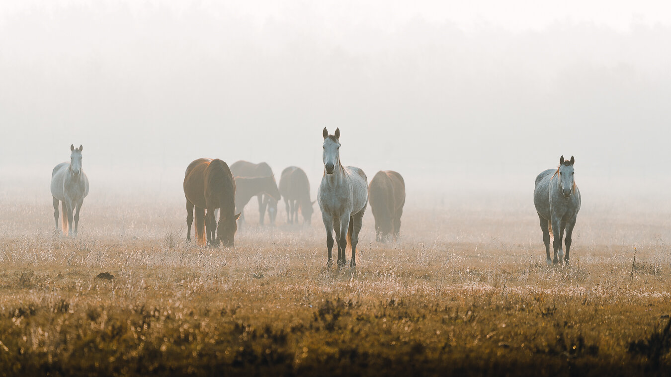 gabornagy_photography_hungary_5.jpg