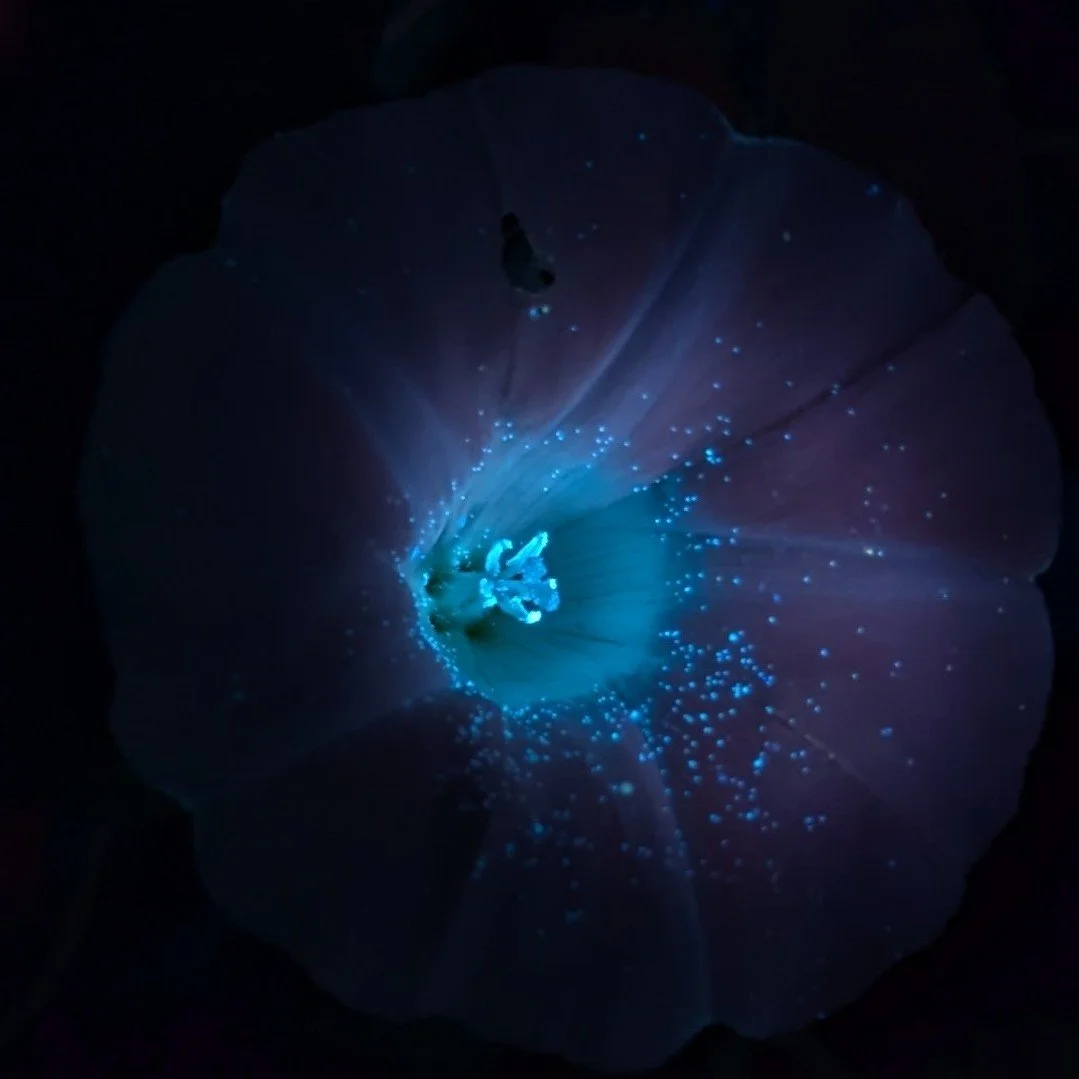 Magical flower.jpg