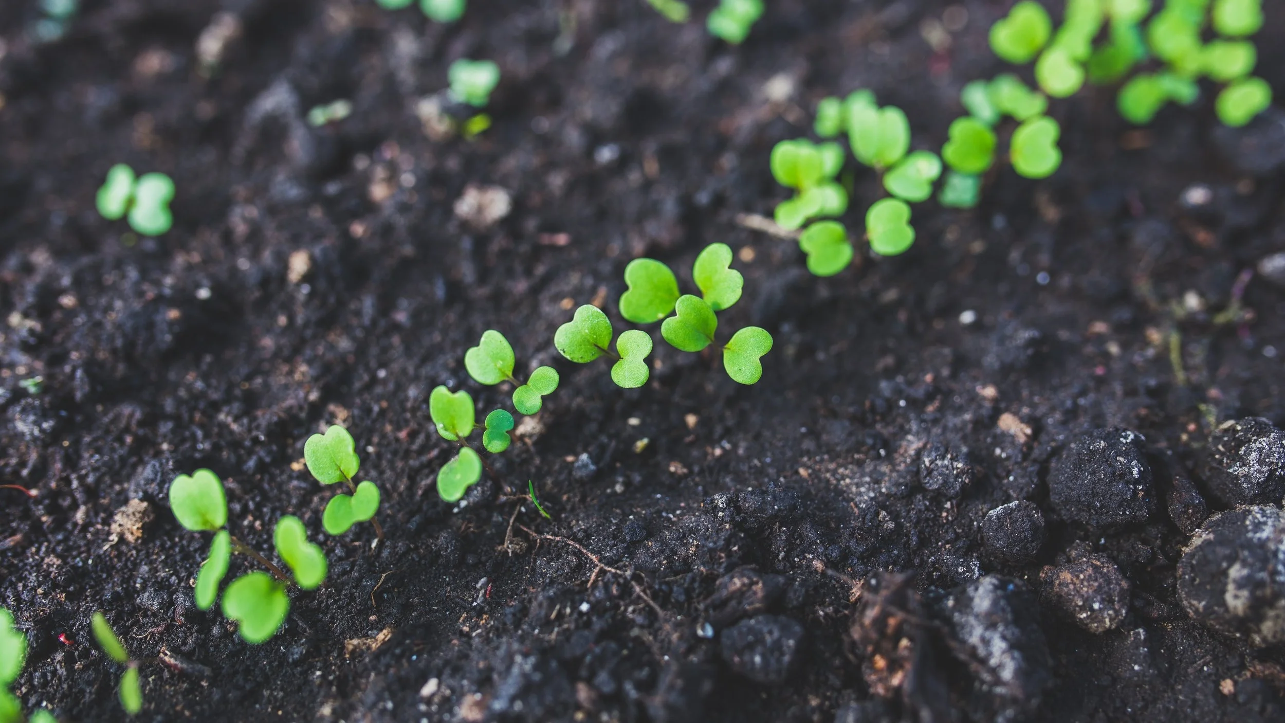 agriculture-close-up-cultivation-6427.jpg