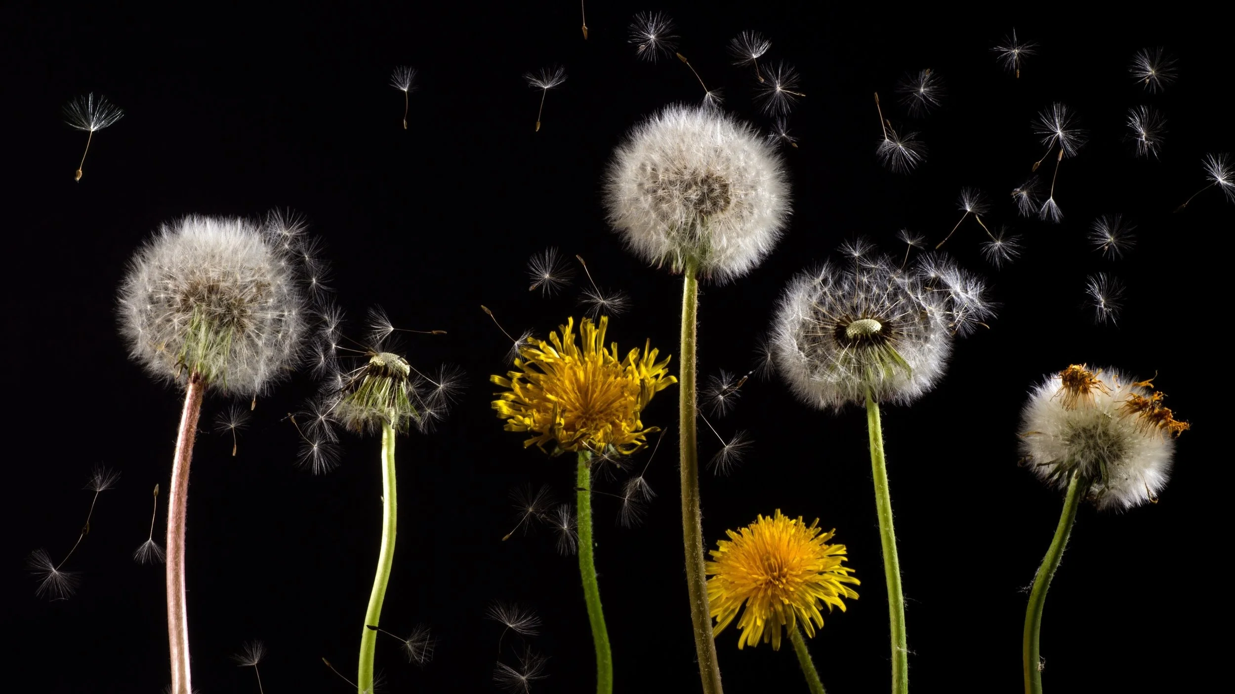 bloom-blossom-dandelion-36424.jpg