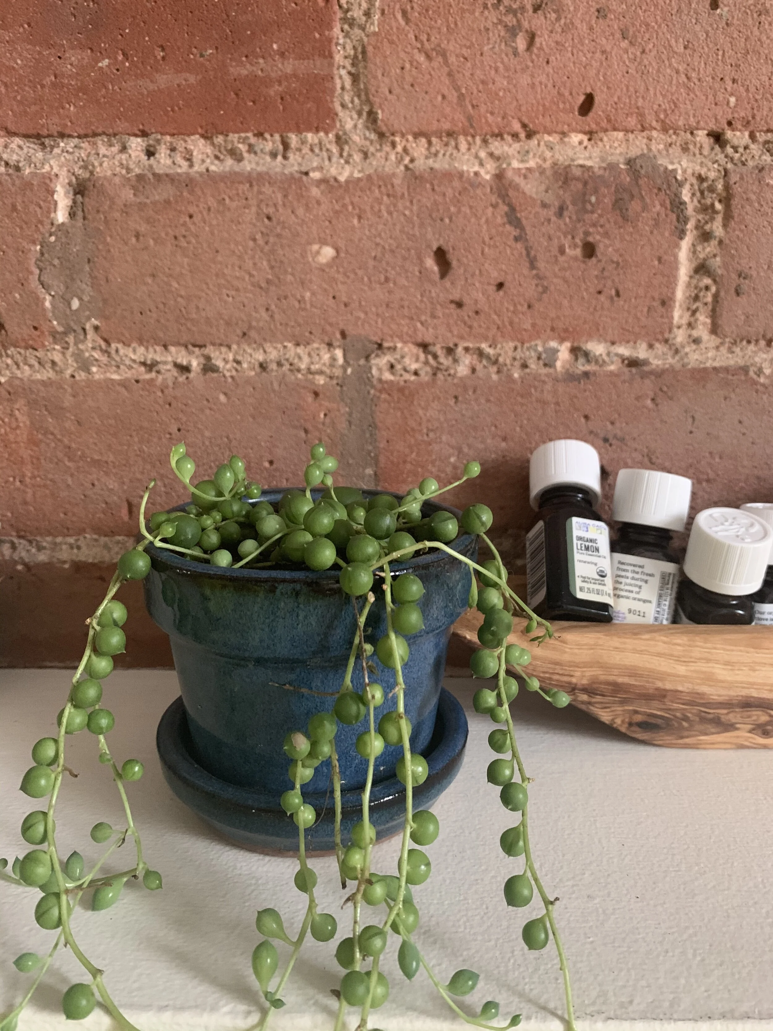 A Guide to my Favorite Botanicals