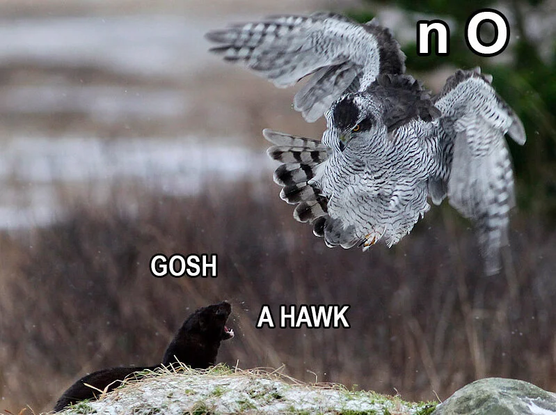 goshawk.jpg