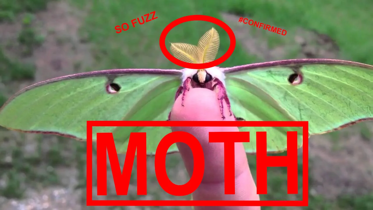 moth.jpg